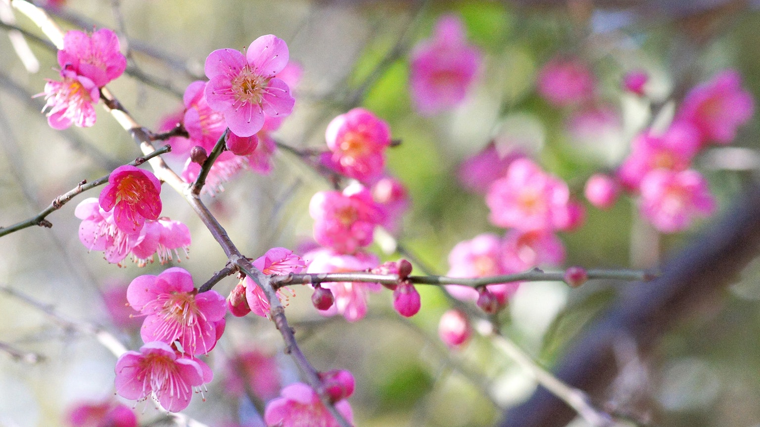 Gros plan d'une branche avec des fleurs de prunier roses vives