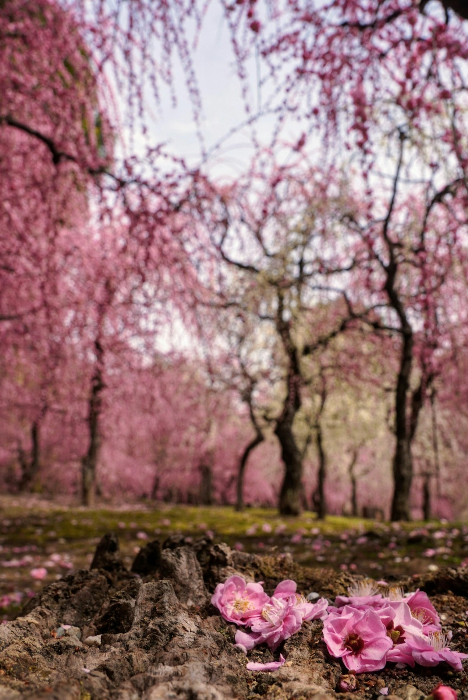 Un paysage d'arbres en fleurs de cerisiers avec des pétales roses tombés au sol