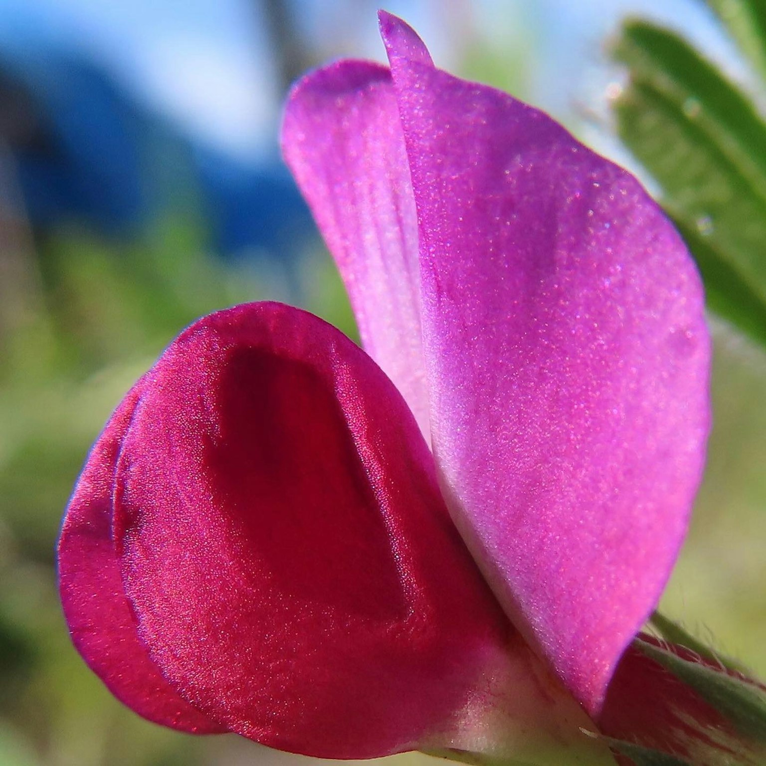 Close-up bunga cantik dengan kelopak merah dan ungu