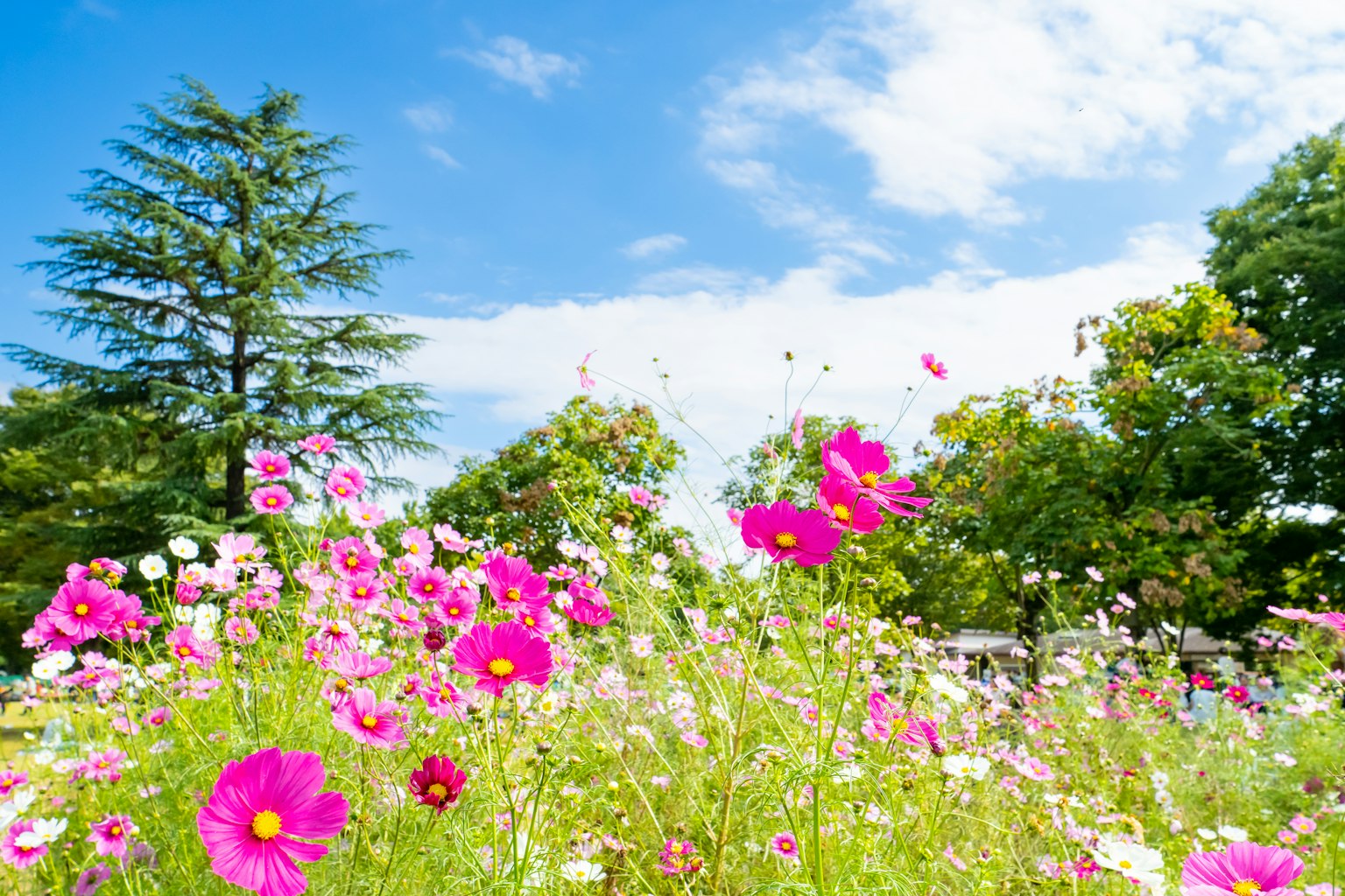 Fleurs colorées s'épanouissant sous un ciel bleu avec des arbres verts