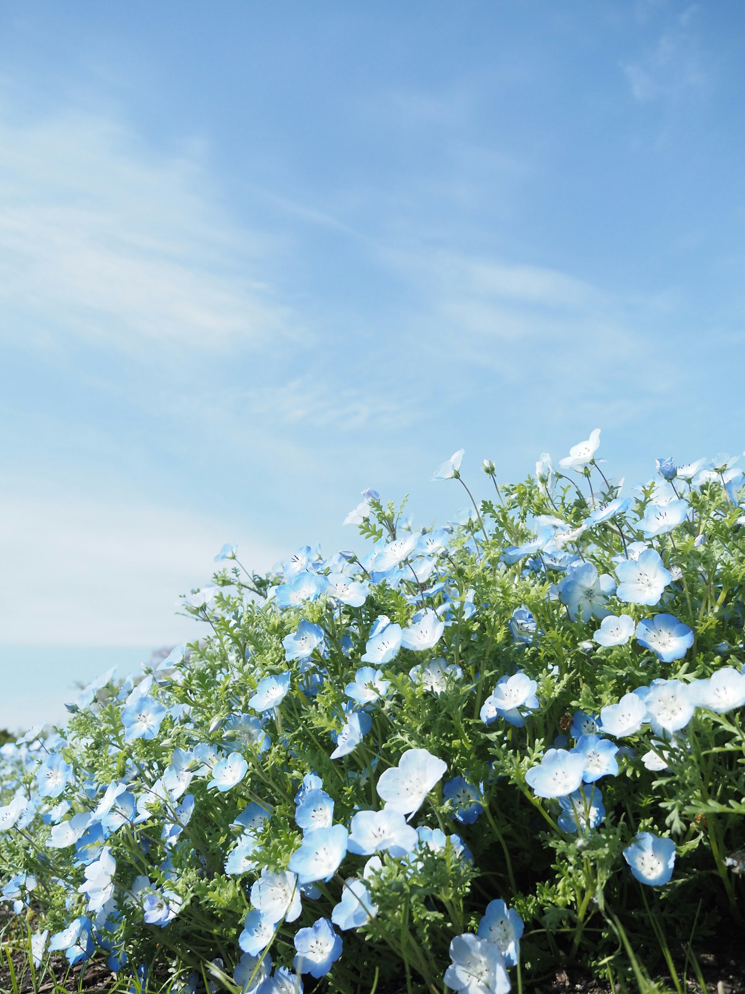 Field of blue flowers under a clear blue sky