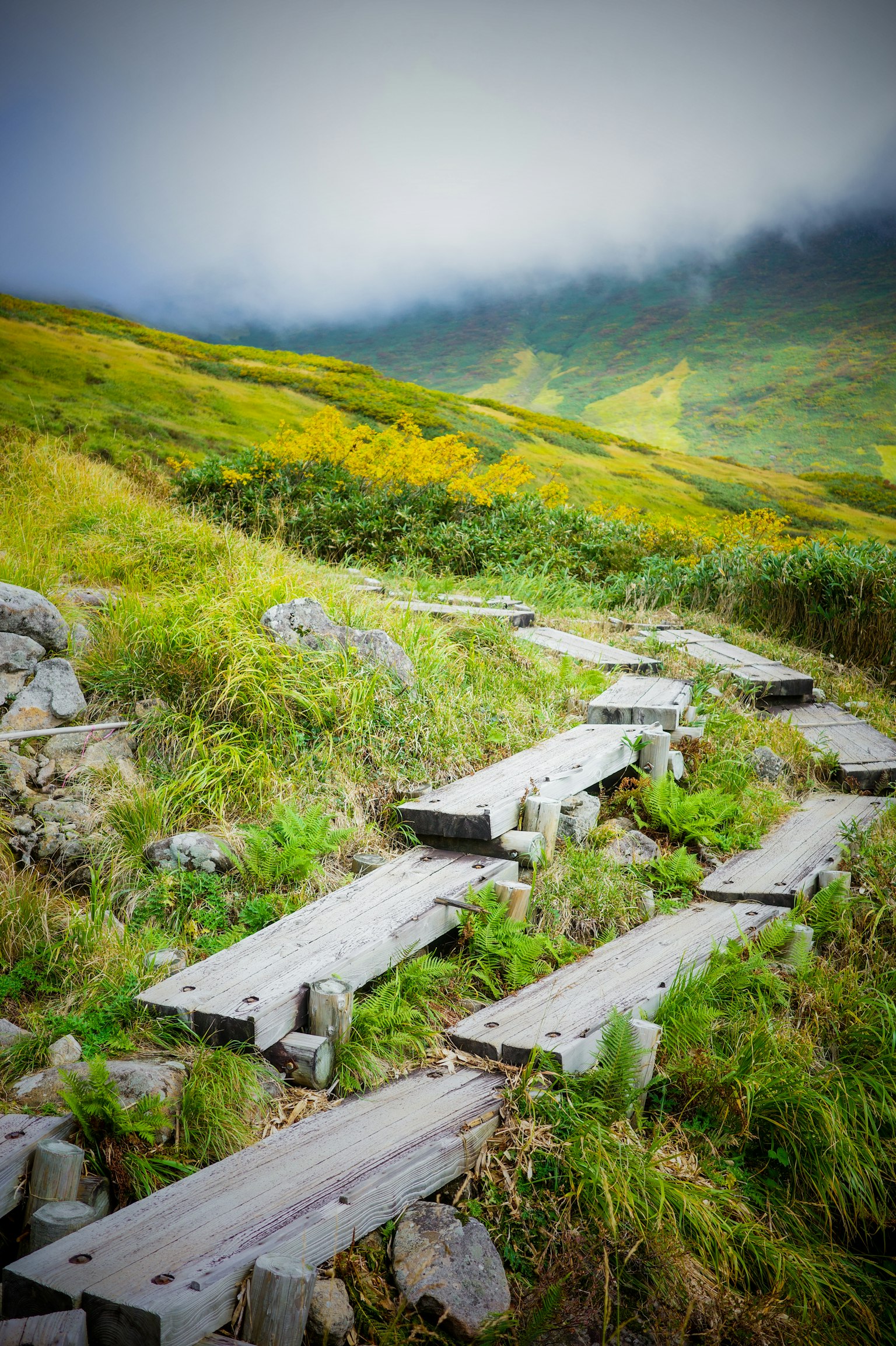 Wooden path winding through lush green landscape