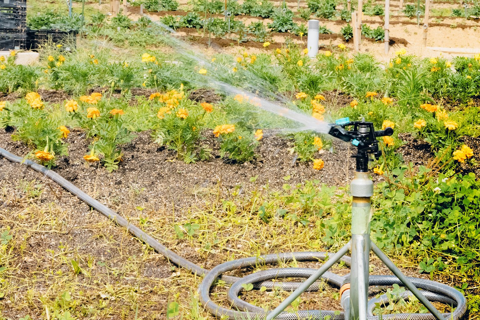Sprinkler menyiram bunga di taman dengan tanaman hijau