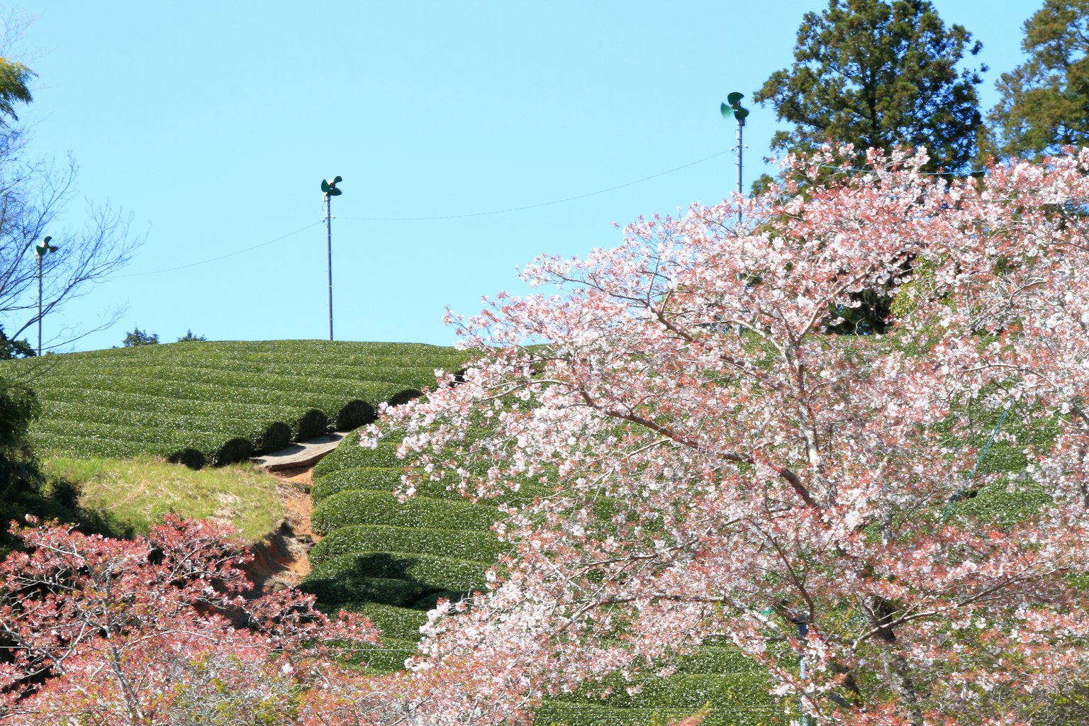 盛開的櫻花與綠色丘陵的風景