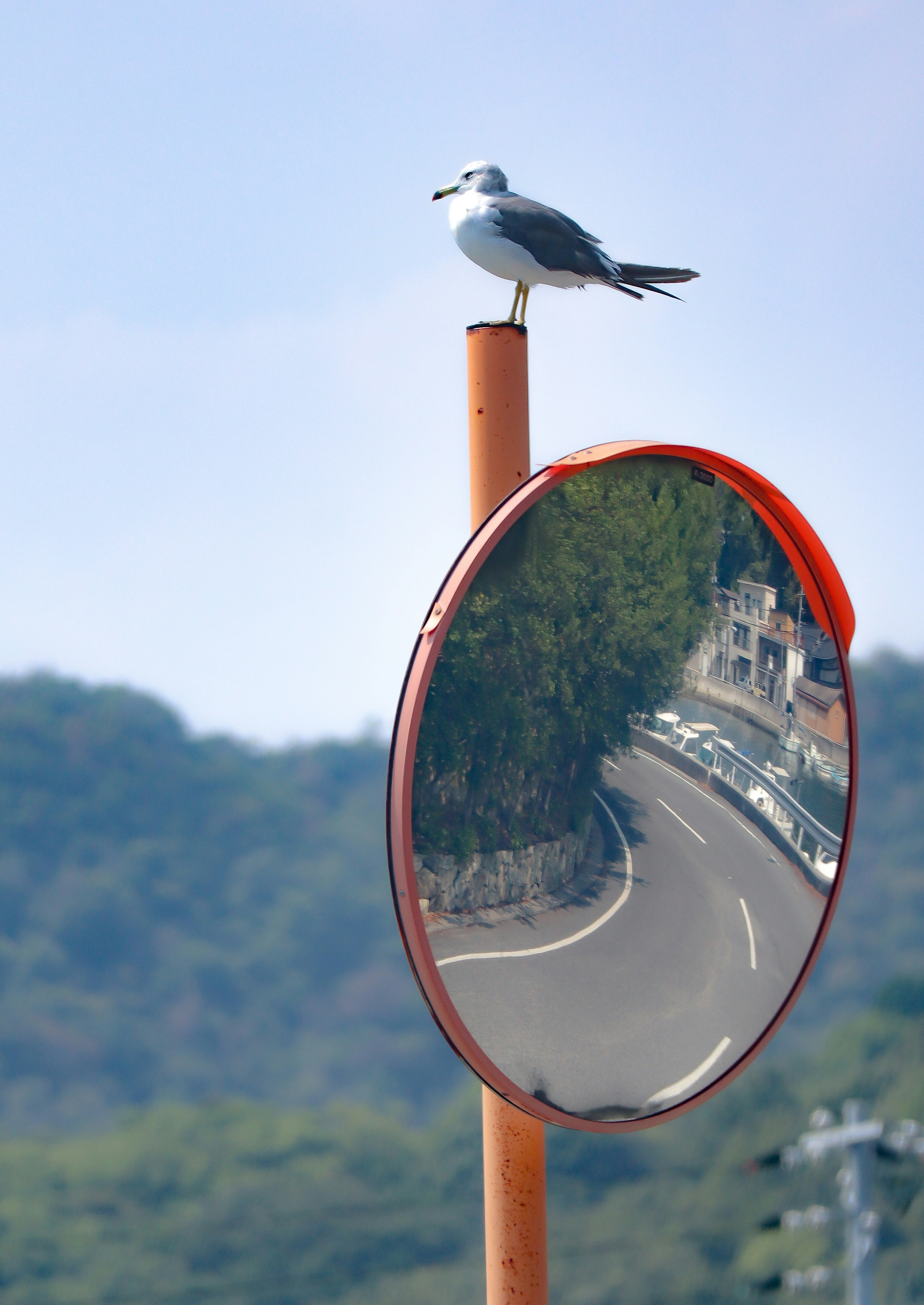 Seagull perched on a curved rearview mirror over a road scene