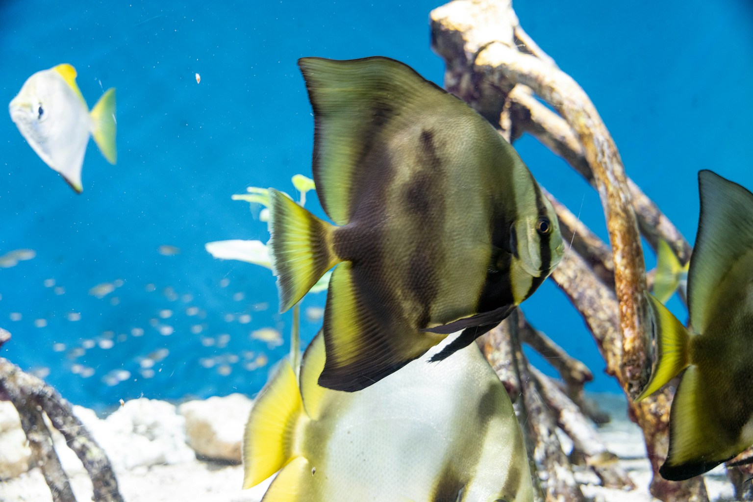 水下場景，魚在游泳，藍色背景，黑色和黃色的魚