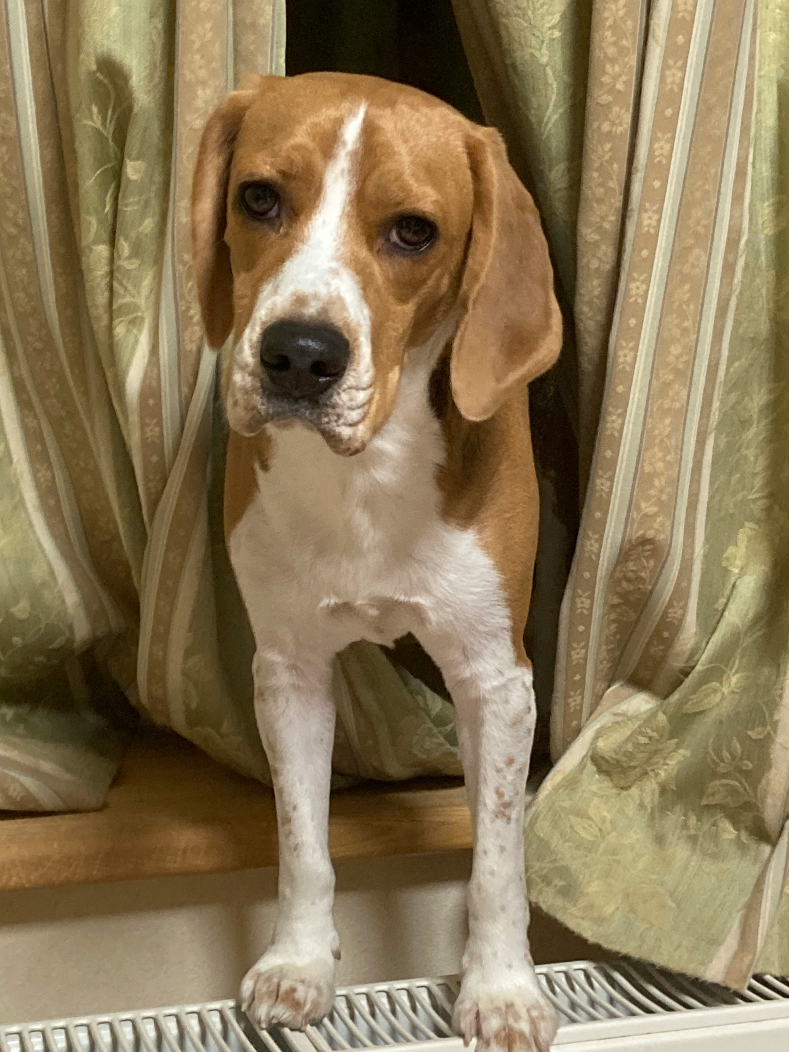 カーテンの前に座るビーグル犬