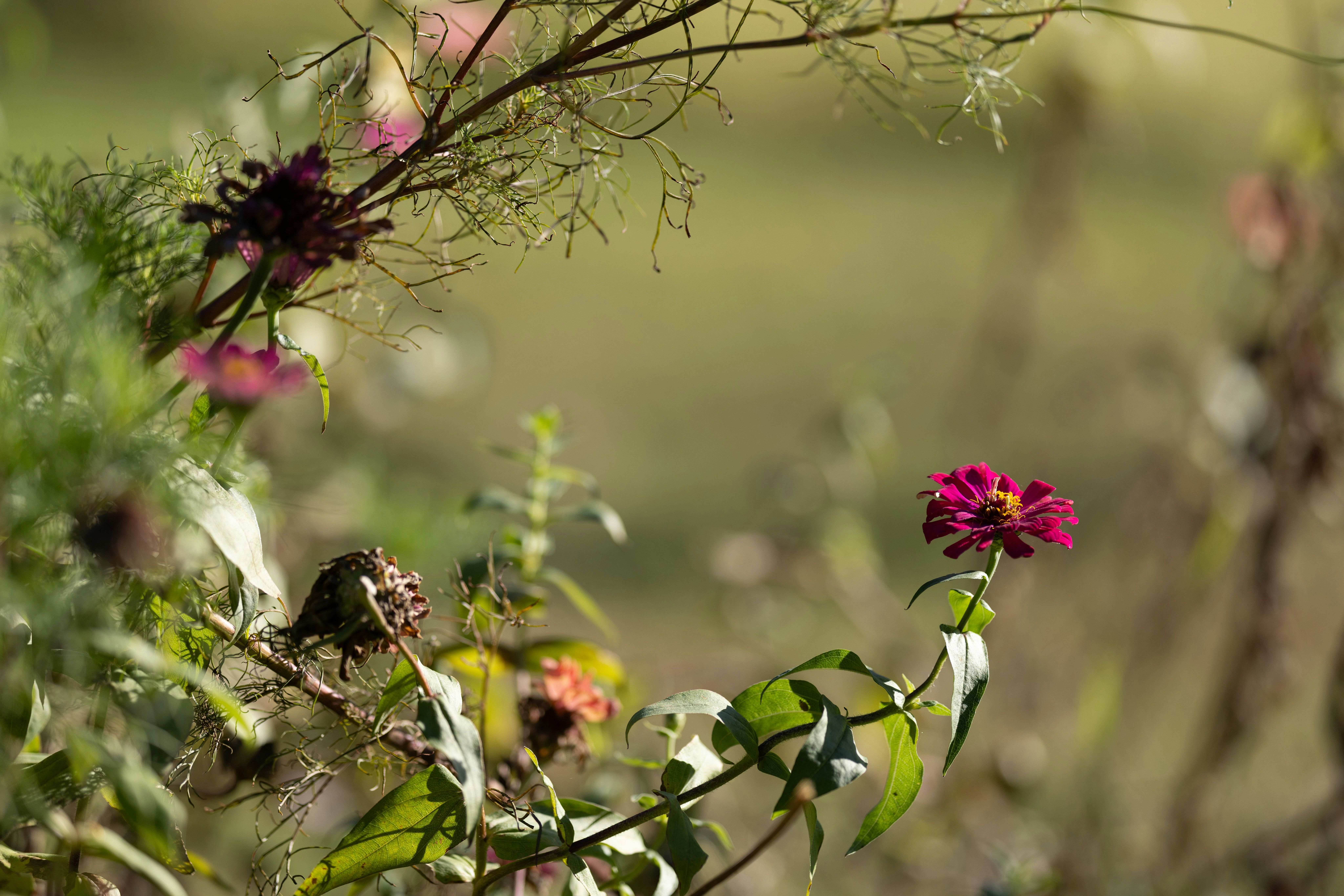 野原の紫の花と新芽のある枝先