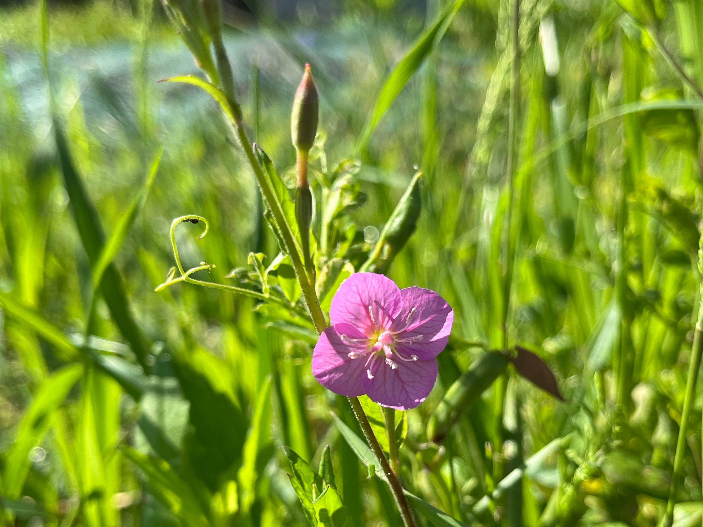 草むらの中で咲くピンクの花