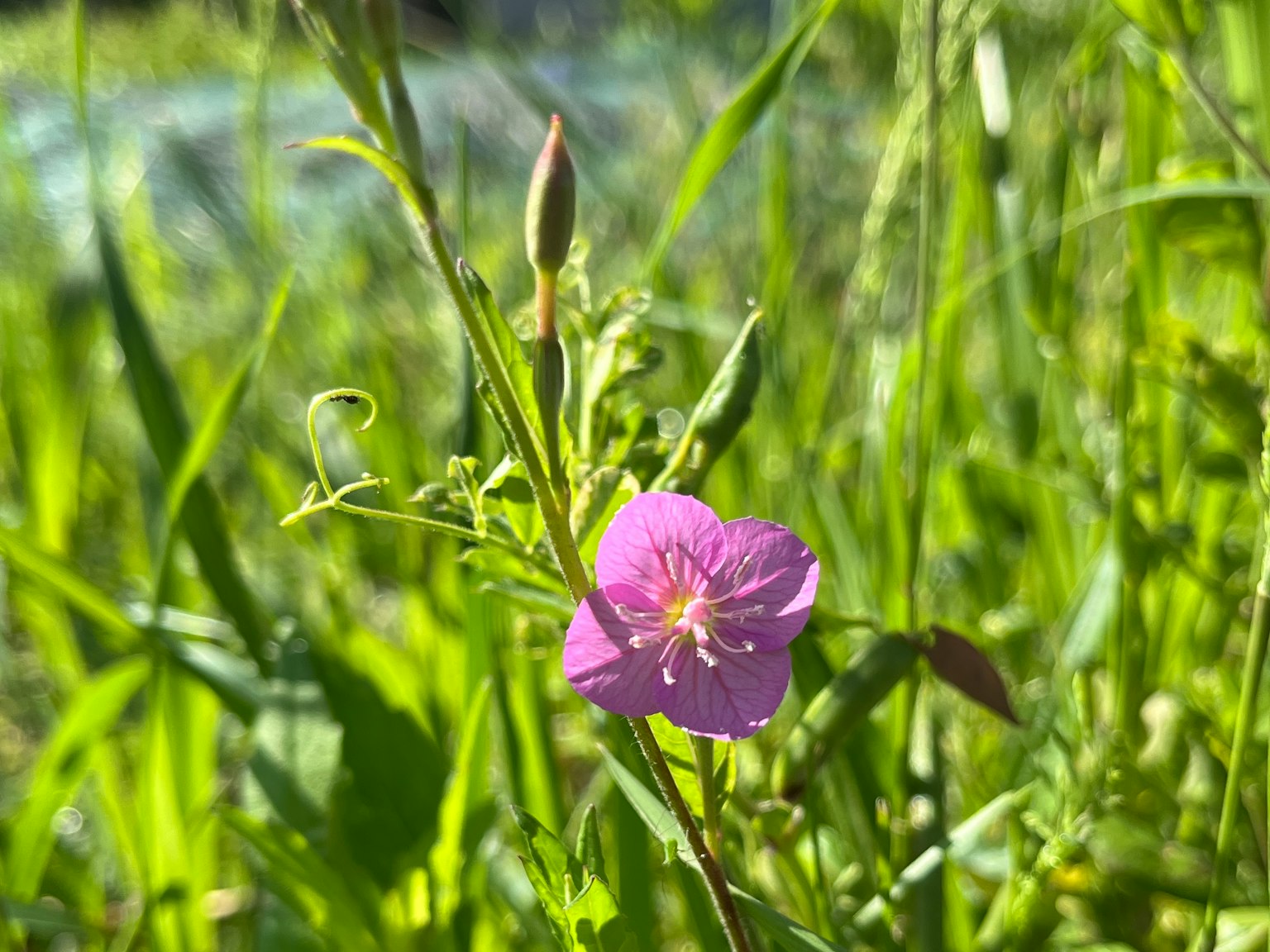 Eine detaillierte Ansicht einer rosa Blume, die im grünen Gras blüht