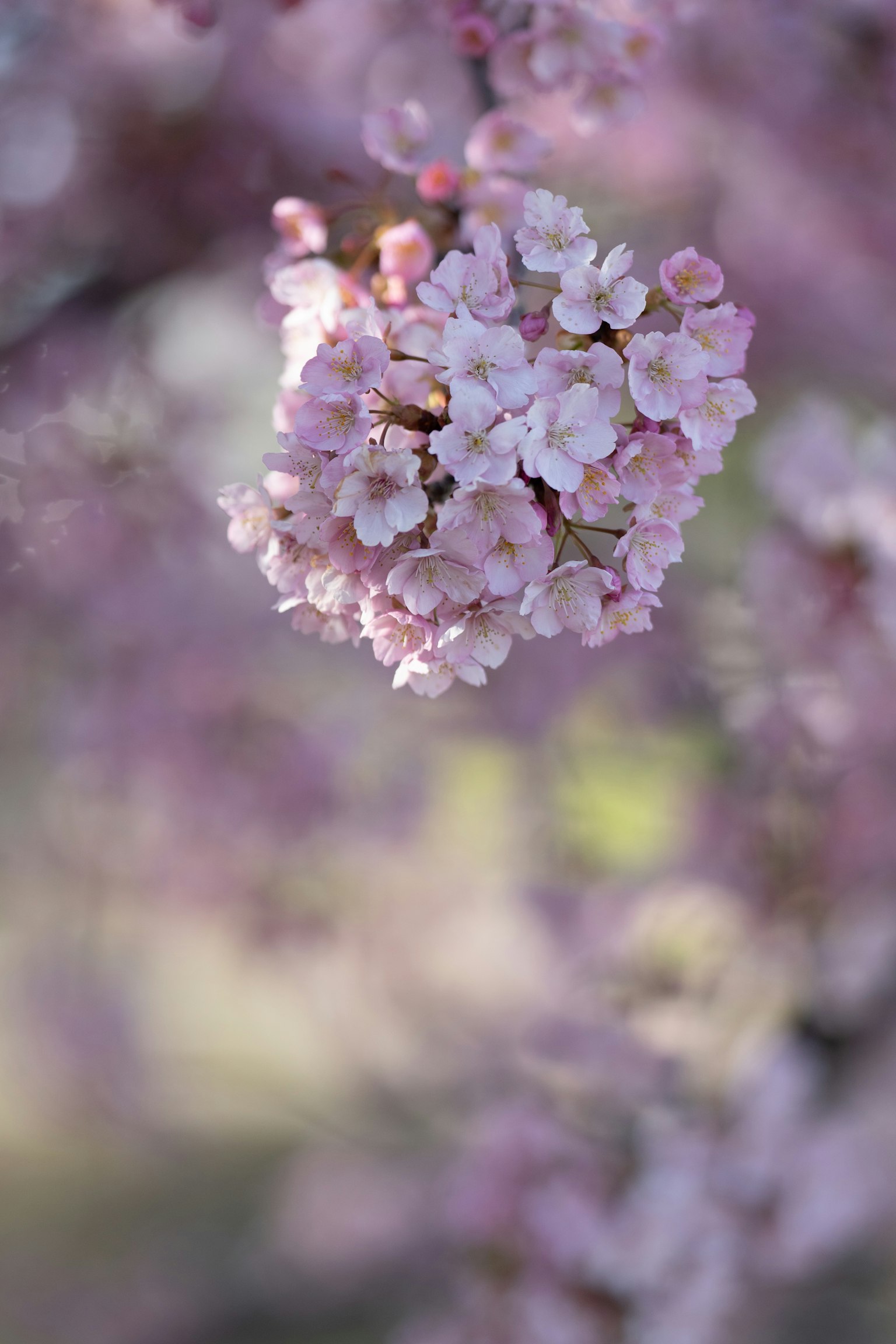 Nahaufnahme von Kirschblüten mit sanften rosa Blüten