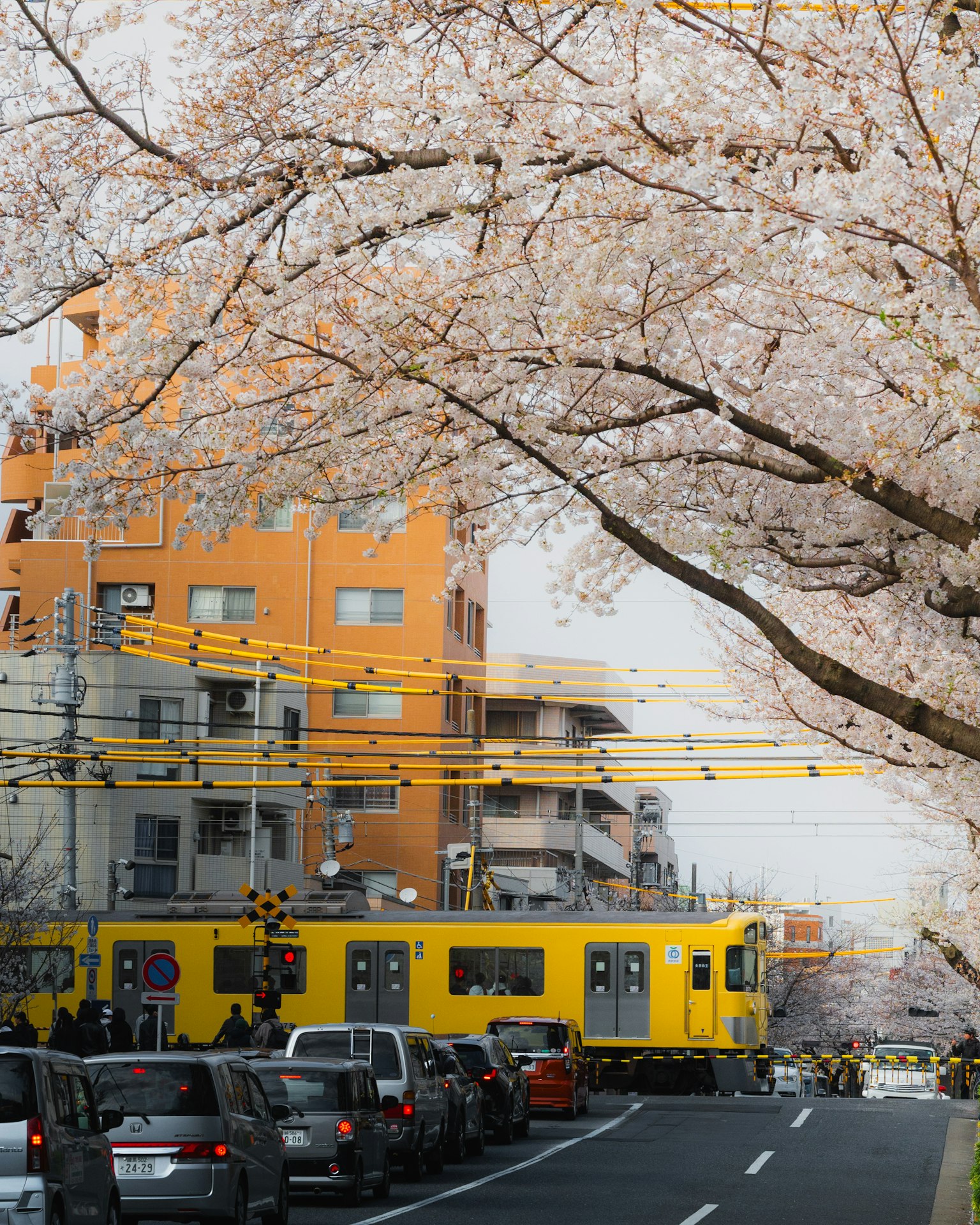 Pemandangan jalan dengan pohon sakura dan kereta kuning