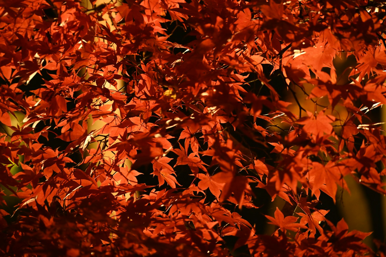 Daun maple merah cerah yang padat