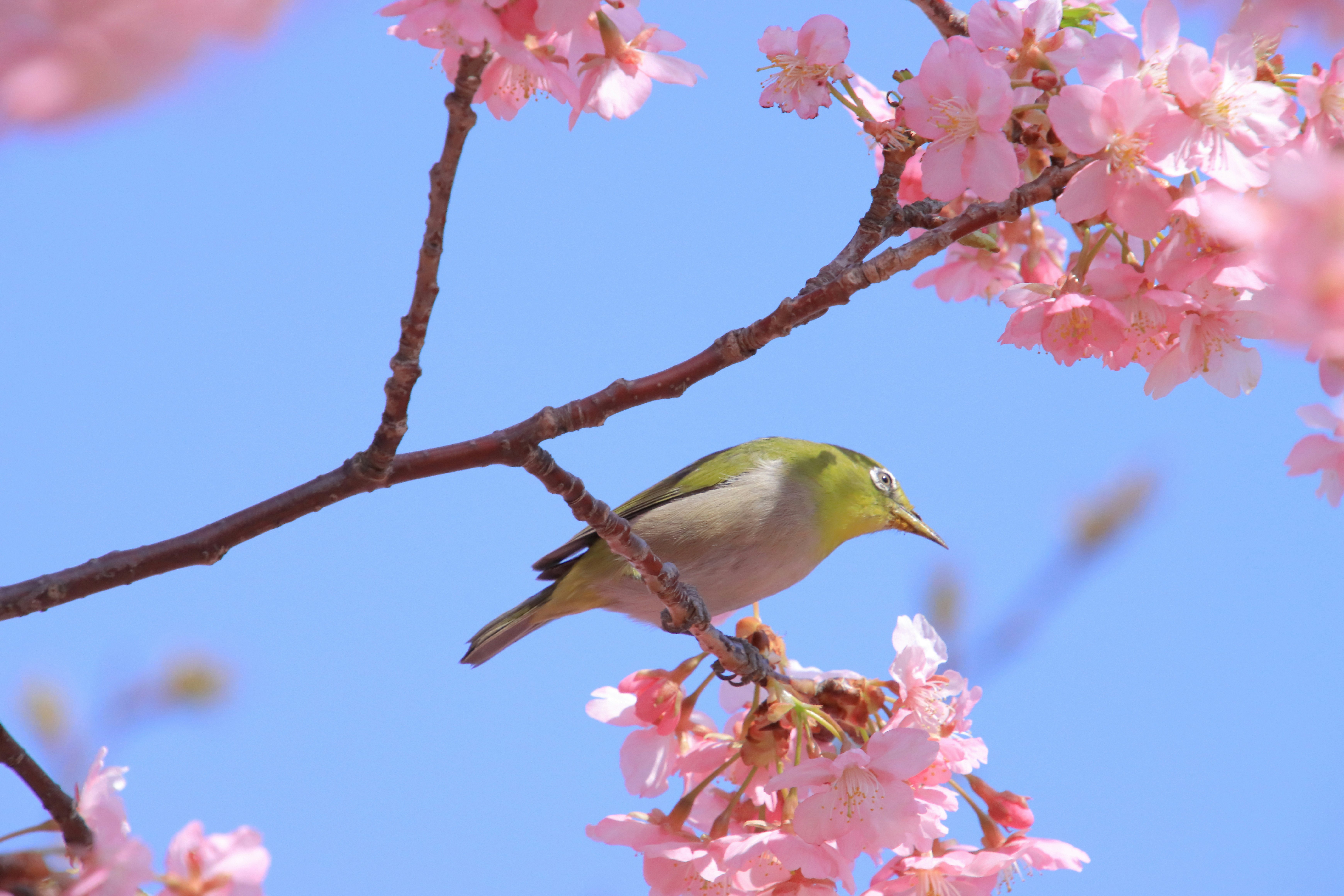 Burung kecil hijau bertengger di bunga sakura di bawah langit biru