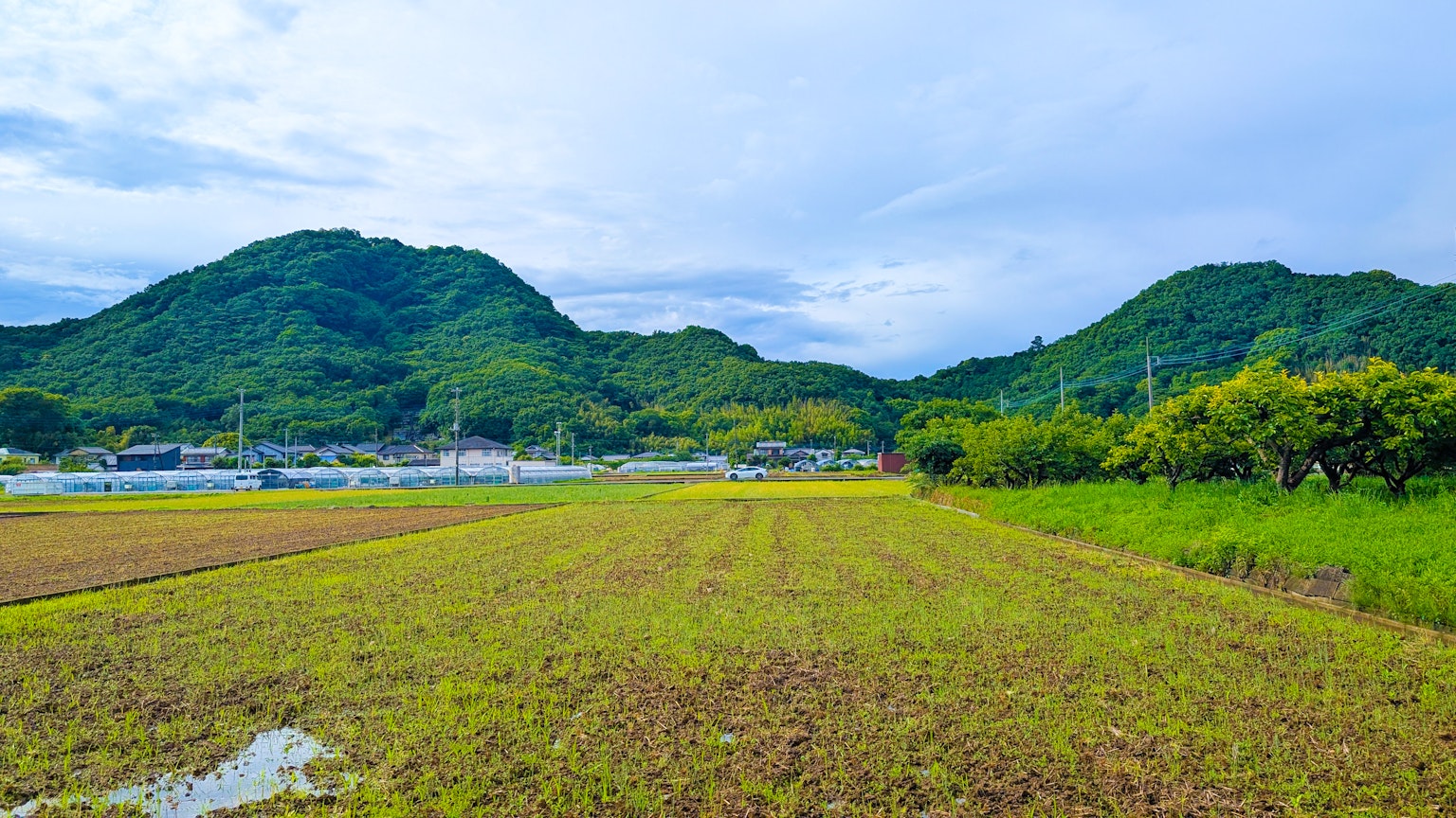 푸르른 산과 일본 시골의 논 풍경