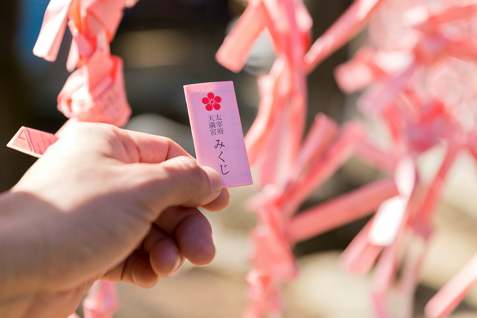 A hand holding a pink wish tag among other pink tags hanging on a branch