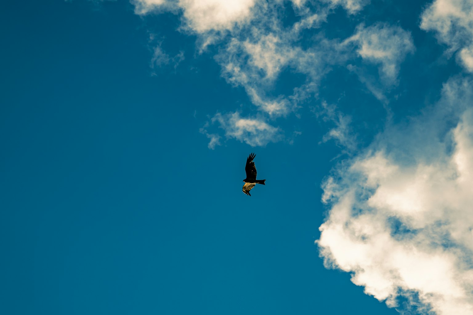 Aigle planant contre un ciel bleu avec des nuages