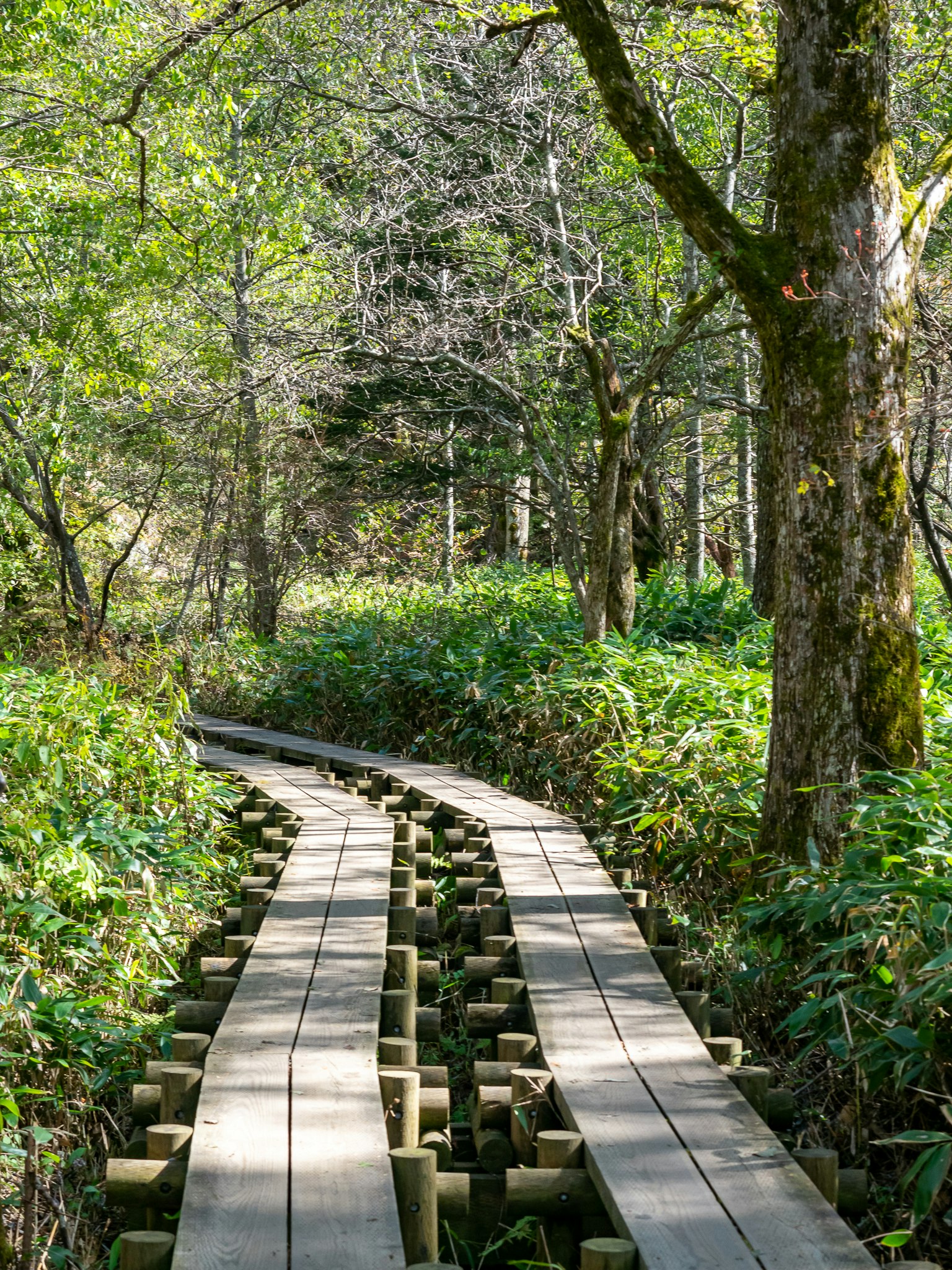 Holzweg, der sich durch einen üppigen grünen Wald schlängelt