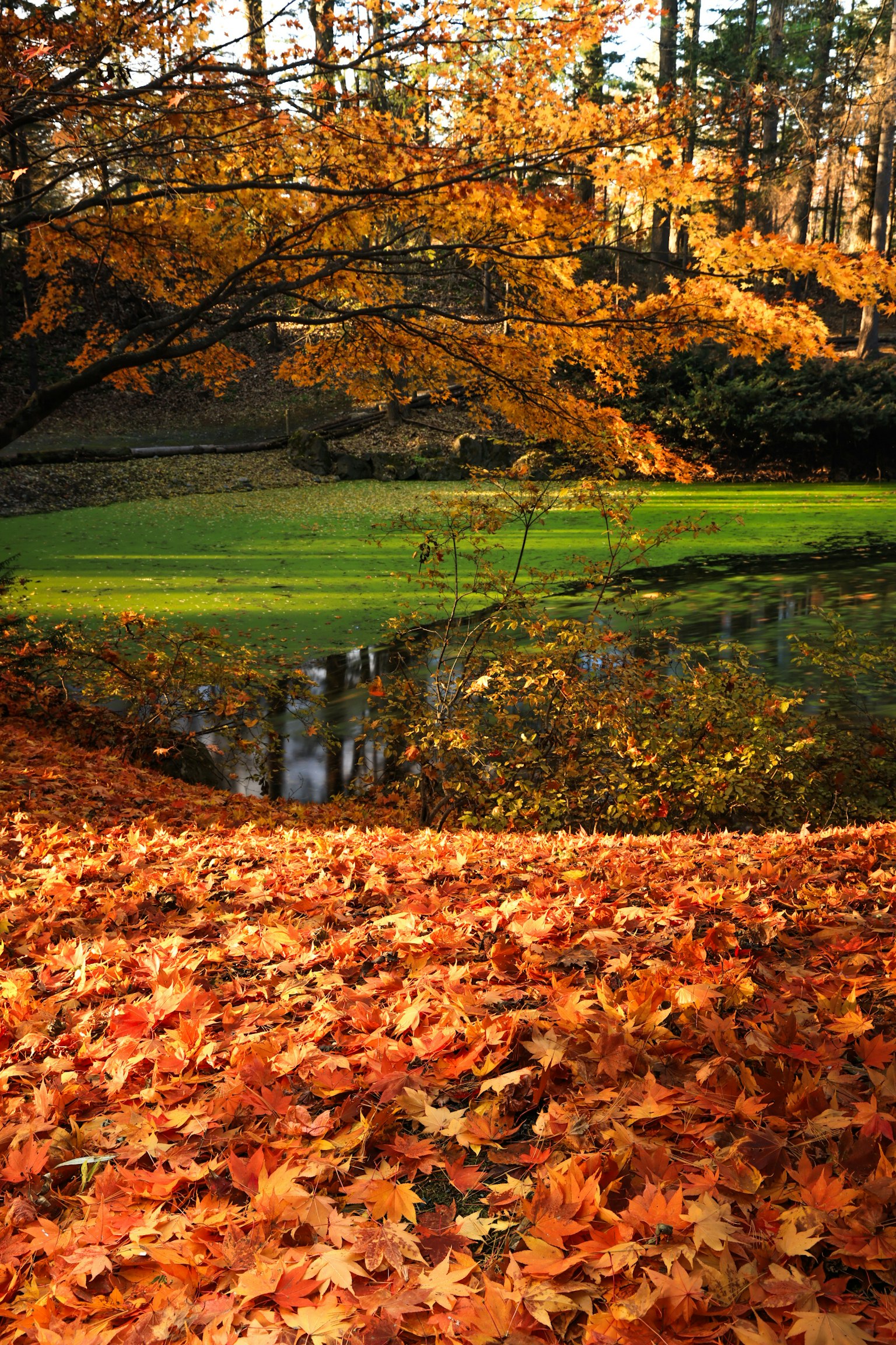 秋の紅葉が美しい公園の風景 緑の芝生と水面に映るオレンジ色の葉