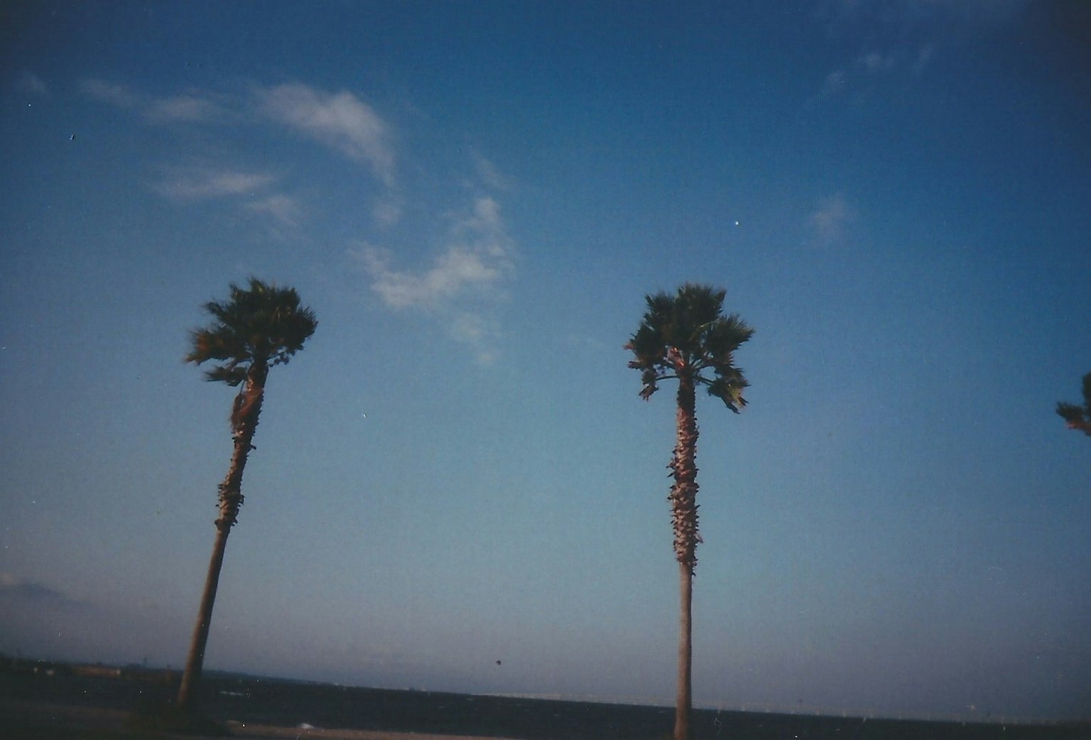 Dos palmeras contra un cielo azul con un mar tranquilo de fondo