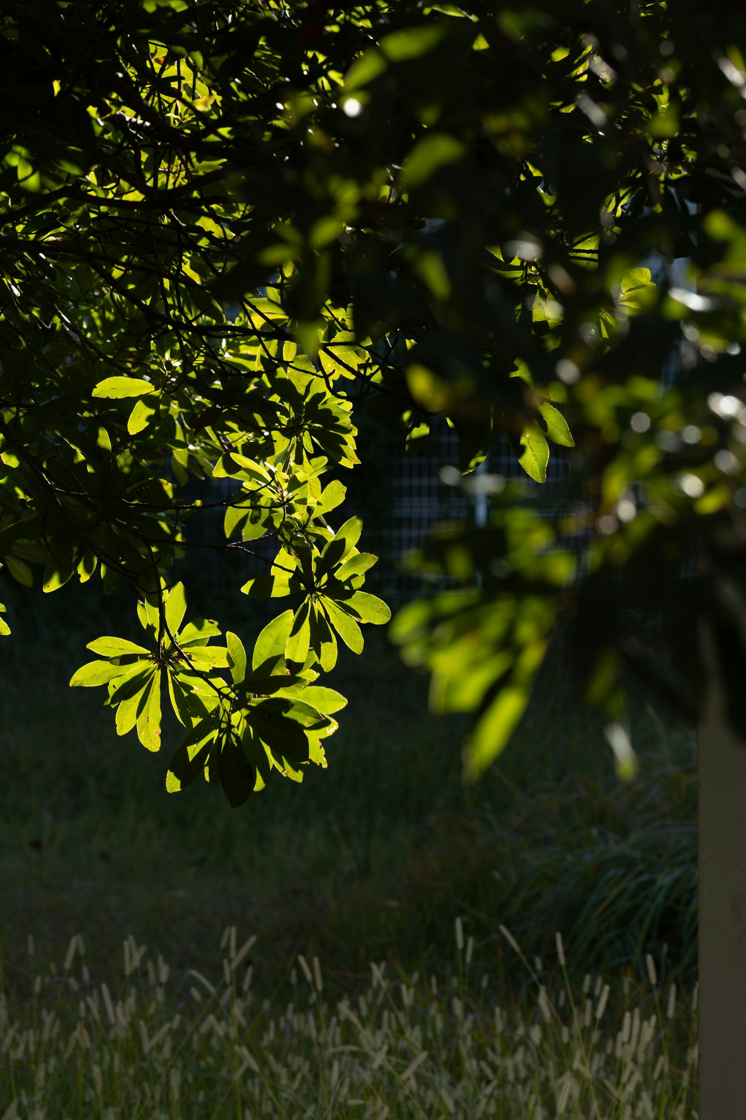 Gros plan de branches d'arbre avec des feuilles vertes brillantes illuminées par la lumière du soleil