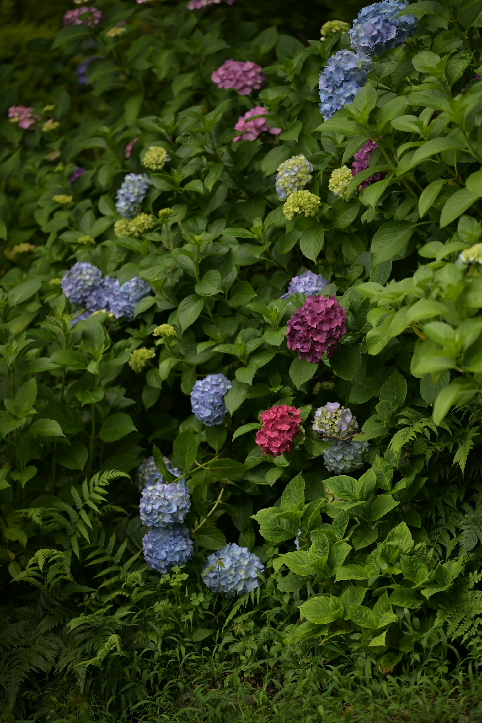 Hydrangea flowers in shades of blue and pink blooming among lush green leaves
