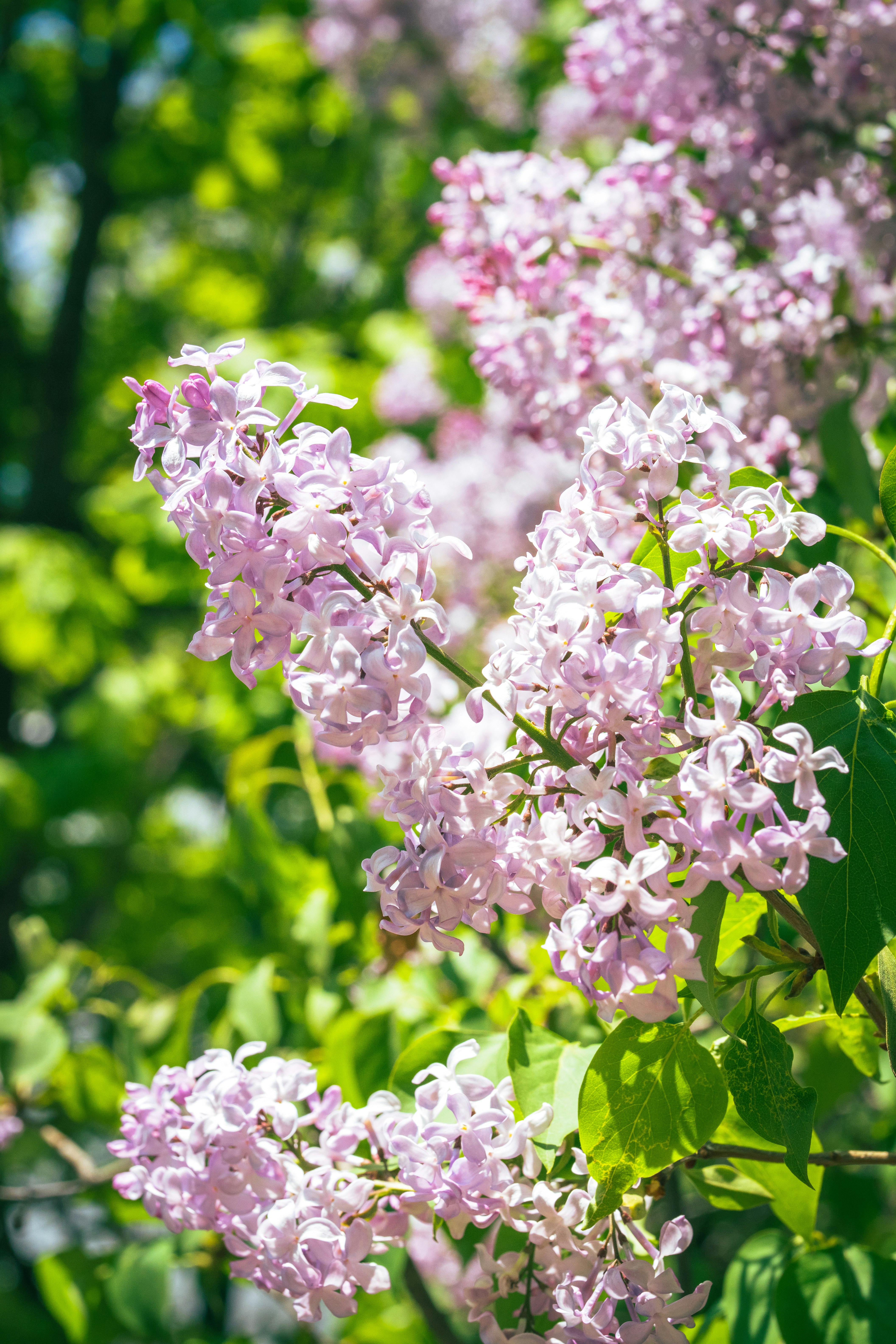 ピンクのライラックの花が咲く庭の花房