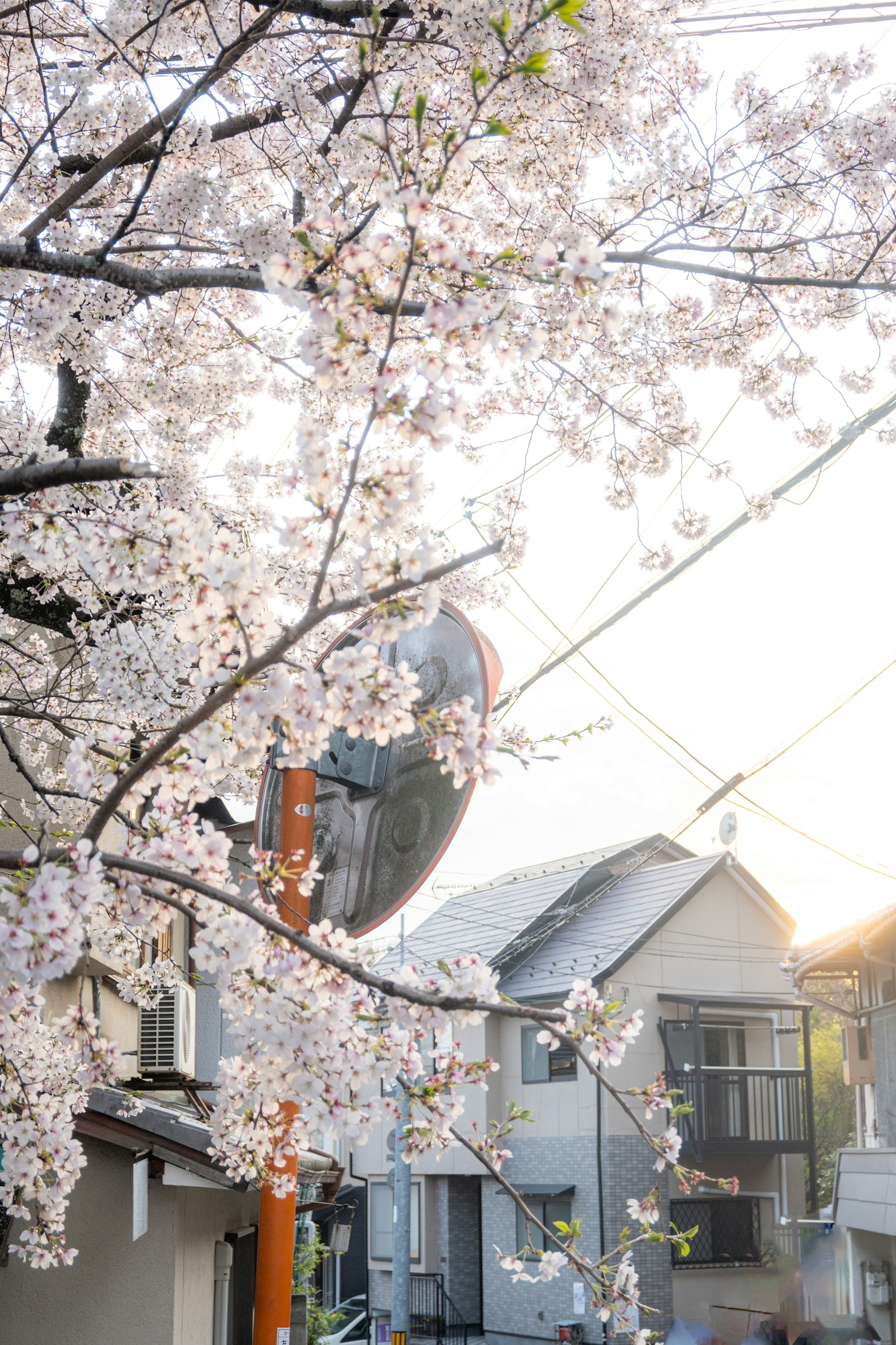Pemandangan jalan dengan bunga sakura dan rumah