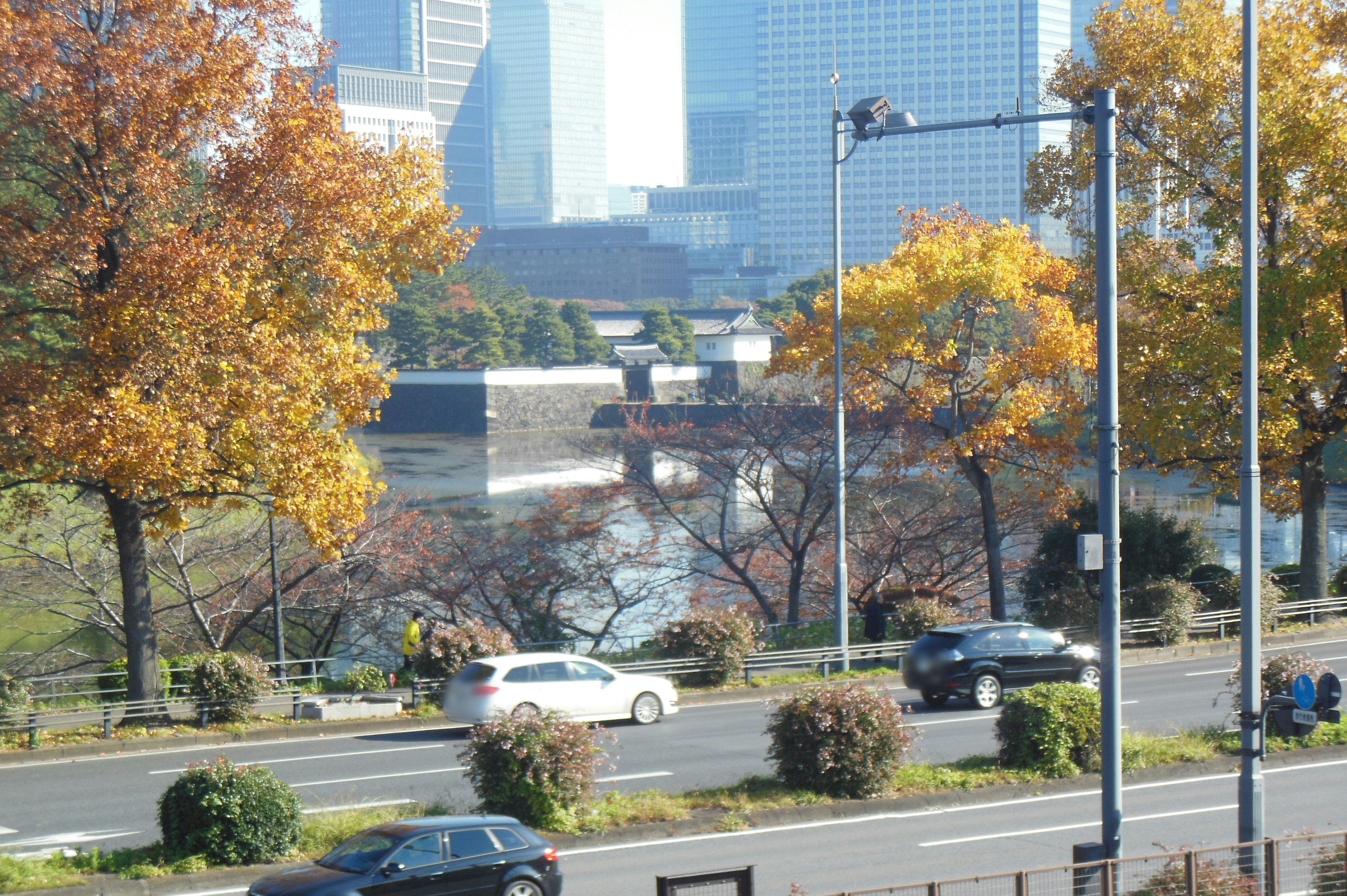 Autumn scenery with trees and urban background by the road