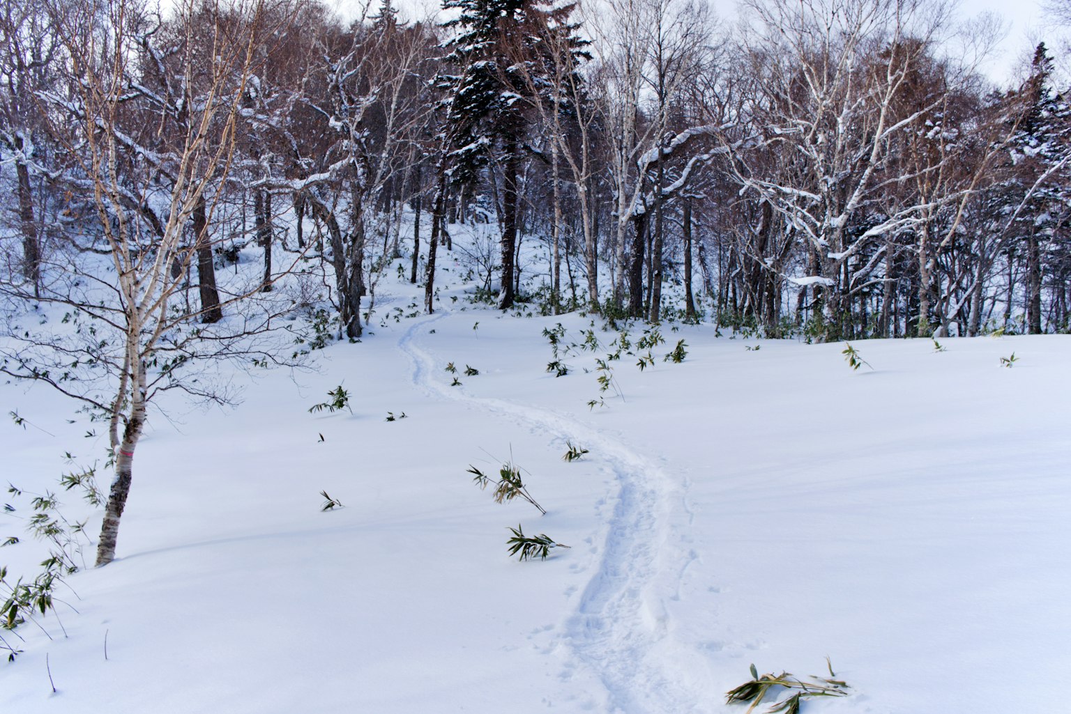 Un sentiero innevato che si snoda attraverso una foresta con alberi spogli