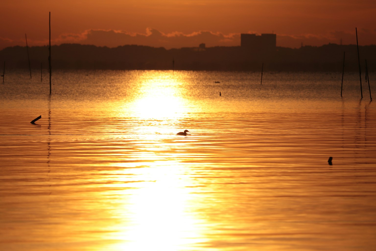 Schöne Szene eines Sonnenuntergangs, der sich auf dem Wasser spiegelt, mit einem Vogel, der auf einem ruhigen See schwimmt