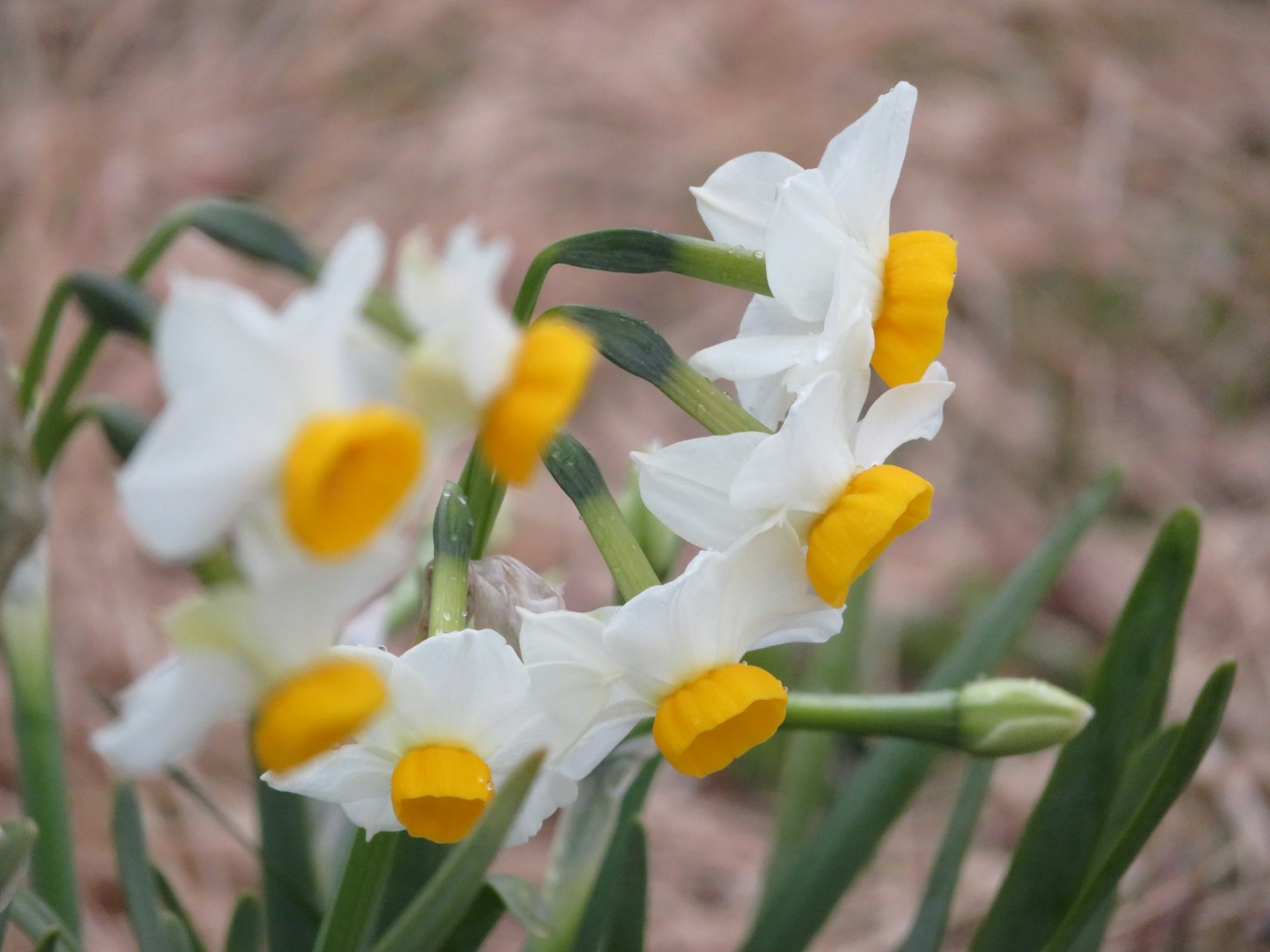 Narcissus flowers with white petals and yellow centers blooming