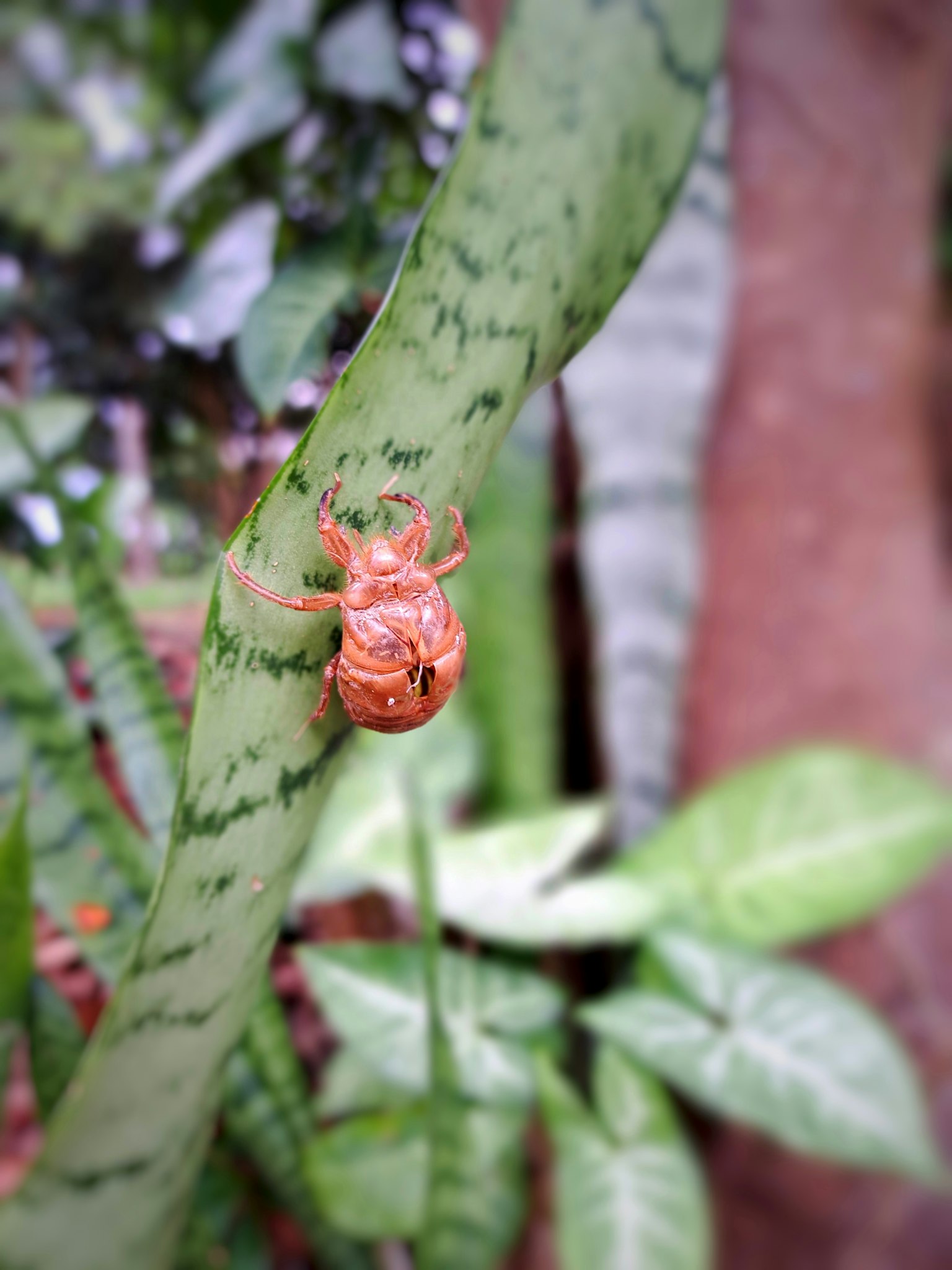 Cigale orange sur feuille verte