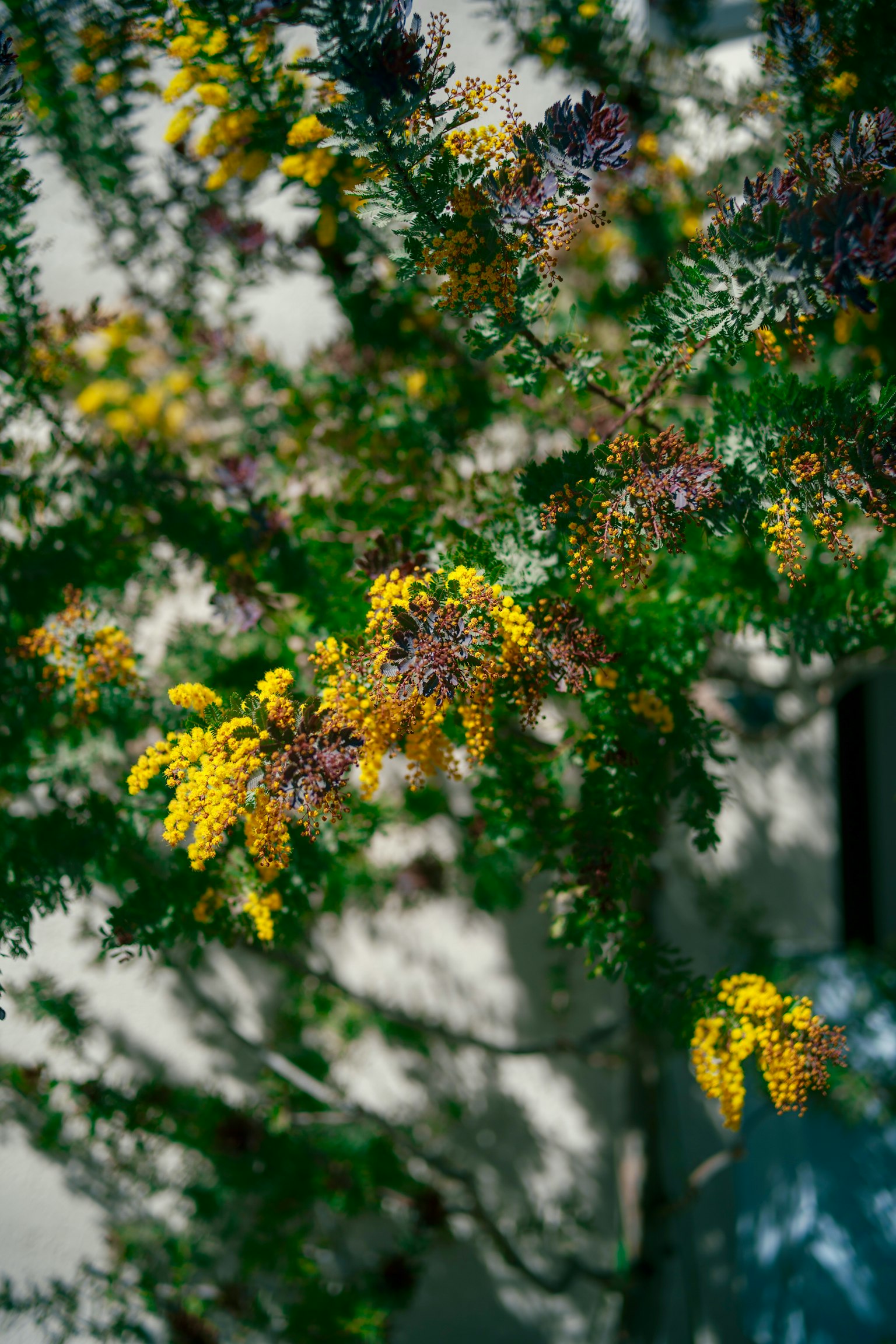 Branches of a plant with vibrant yellow flowers and green leaves