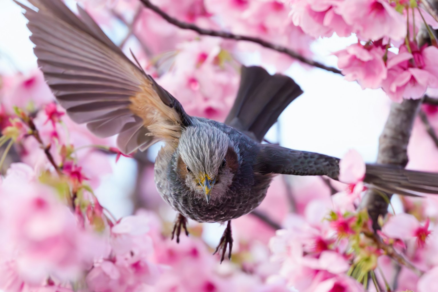 Nahaufnahme eines Vogels, der zwischen Kirschblüten fliegt, mit ausgebreiteten Flügeln
