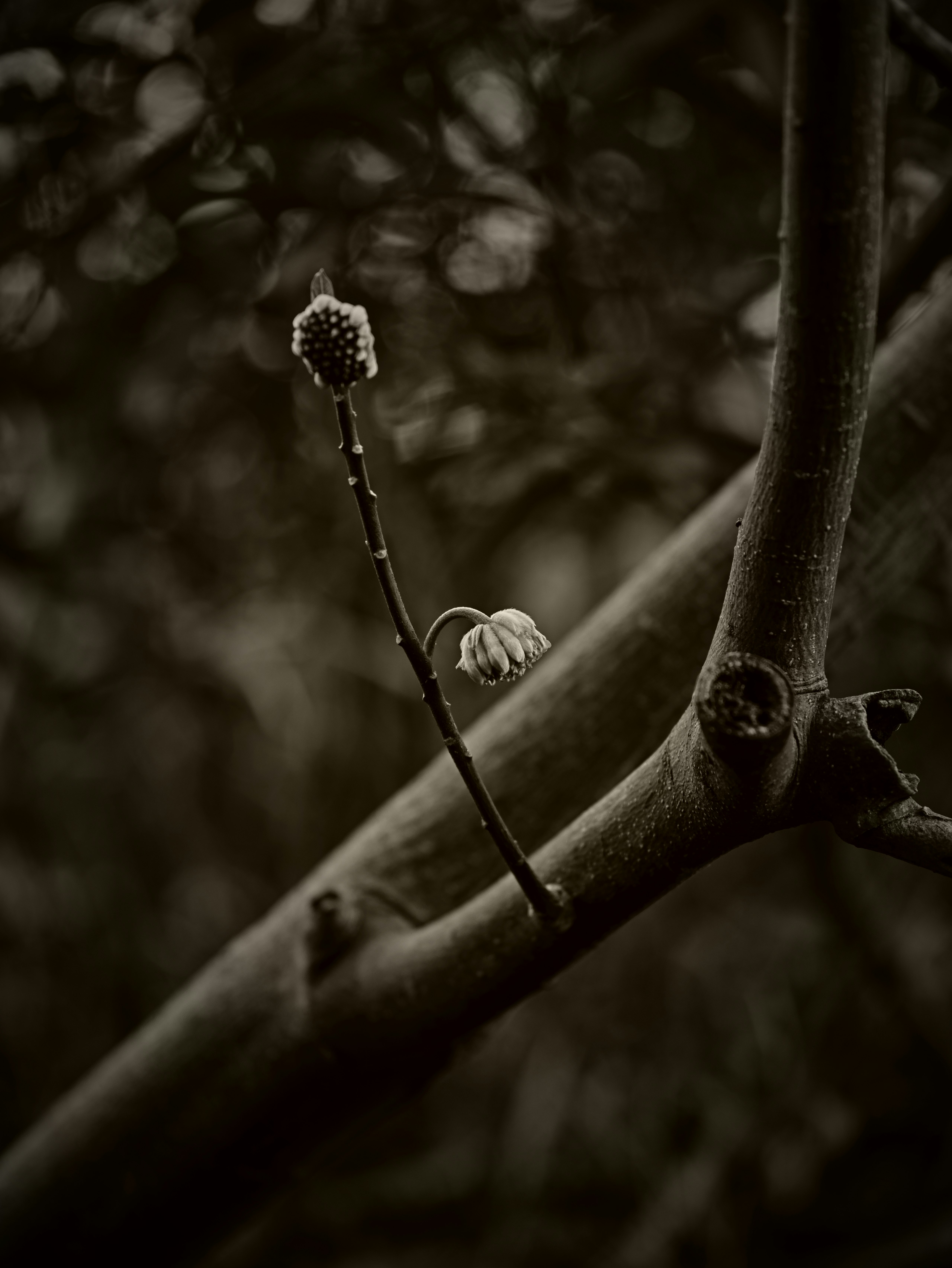 small flower bud on a tree branch with pruning tool