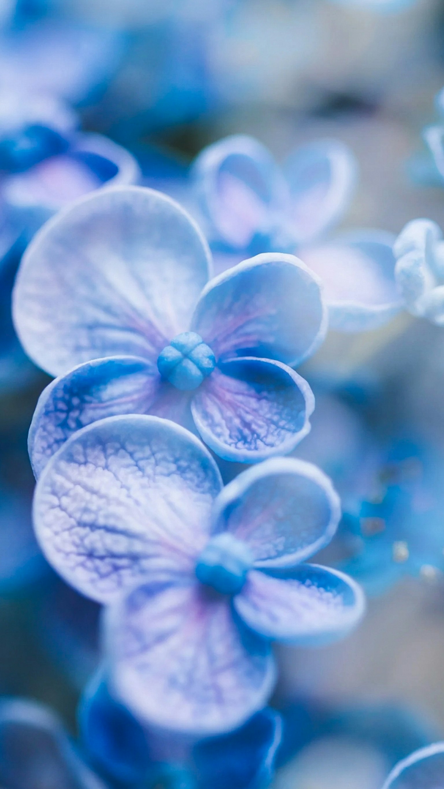 Photo en gros plan de magnifiques pétales de fleurs bleues