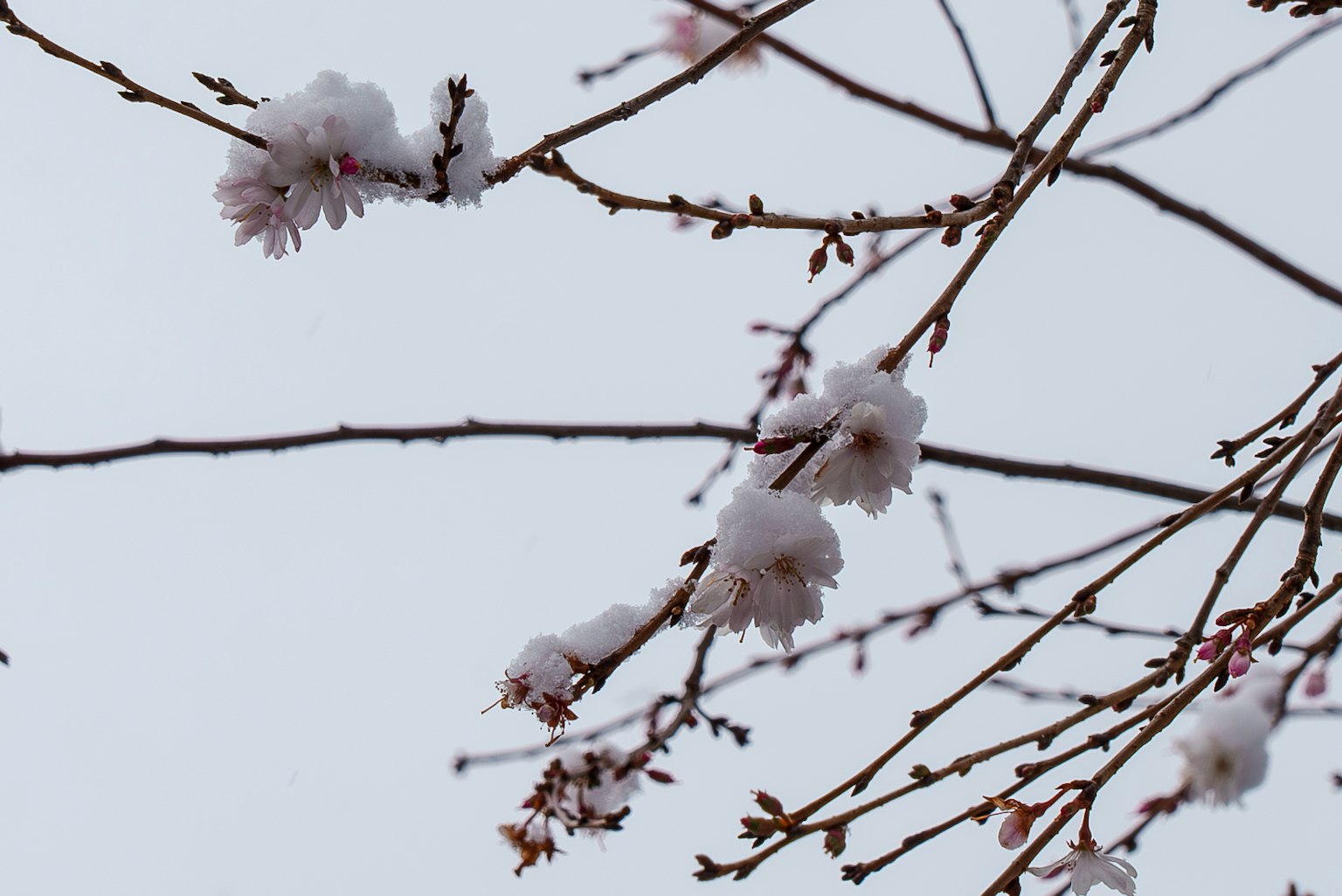 櫻花和被雪覆蓋的樹枝的特寫
