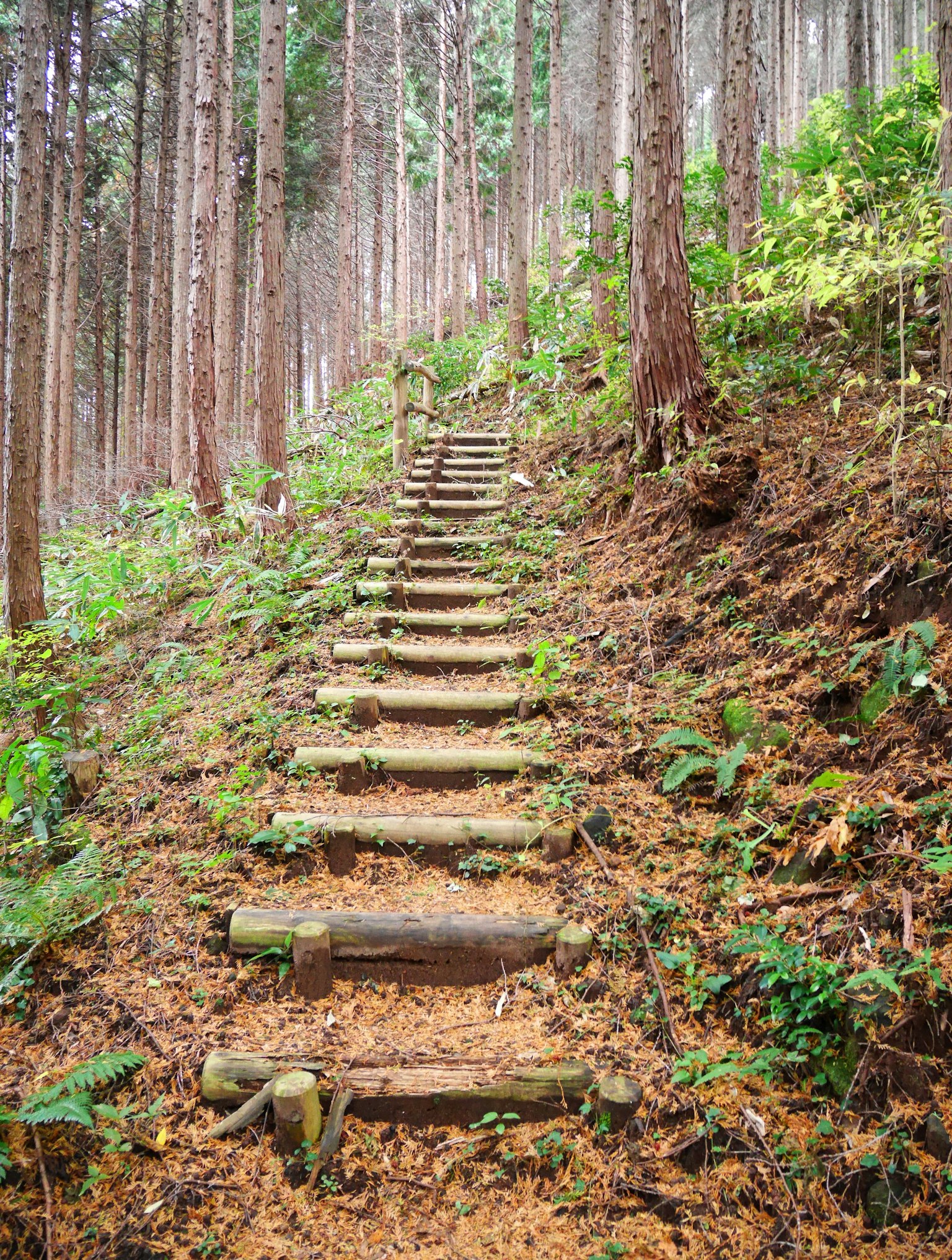 Scale di legno che salgono attraverso una foresta