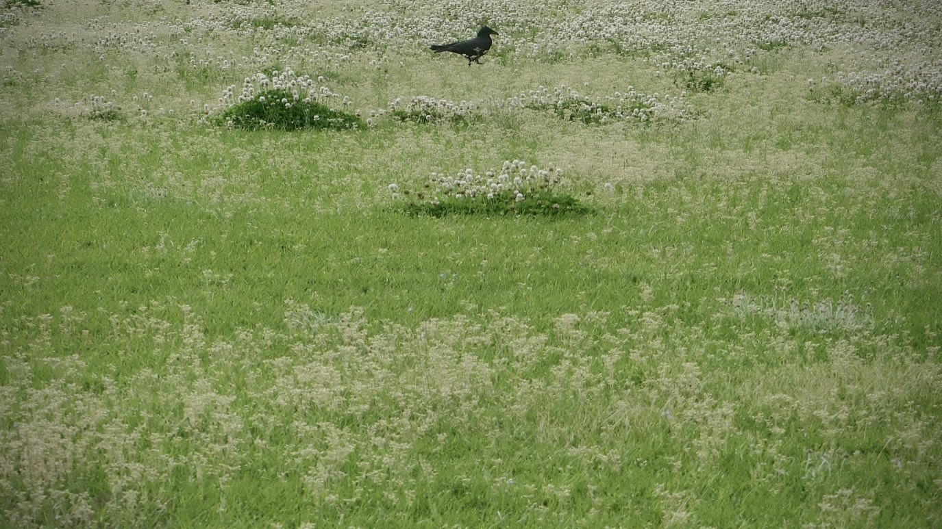 Un pré vert avec des fleurs blanches et un oiseau noir
