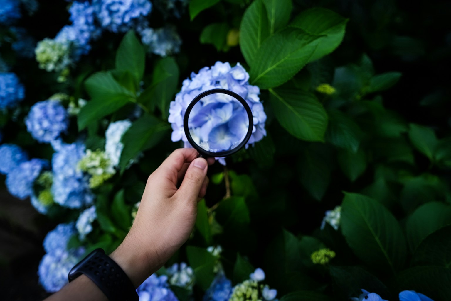Una mano che tiene una lente di ingrandimento mentre esamina un fiore blu circondato da foglie verdi