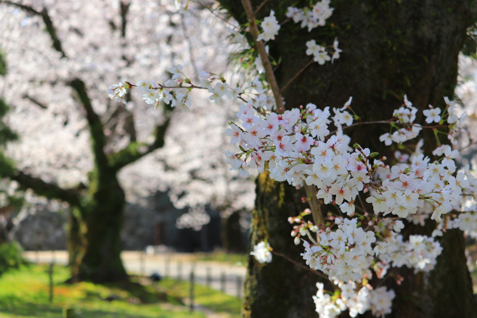 Acercamiento de flores de cerezo en un árbol con un fondo borroso de más cerezos