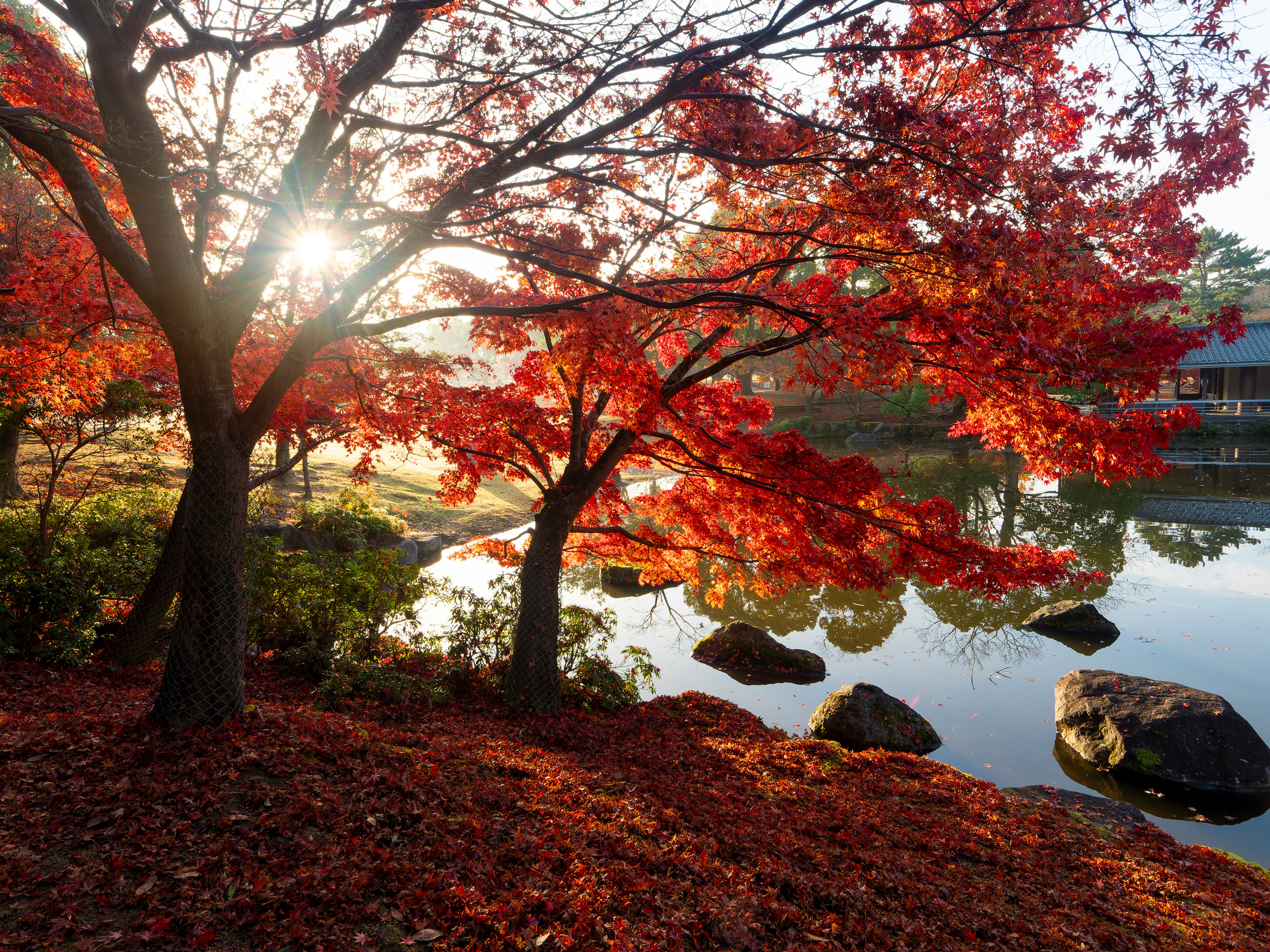 奈良公園の池に映る朝日と紅葉の楓