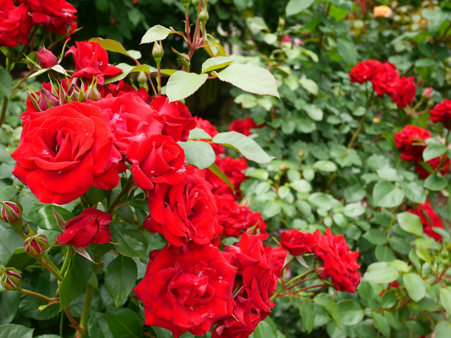 Lebendige rote Rosen blühen in einer üppigen Gartenlandschaft