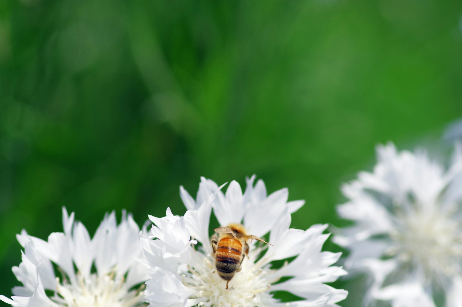Bee on white flower with green background