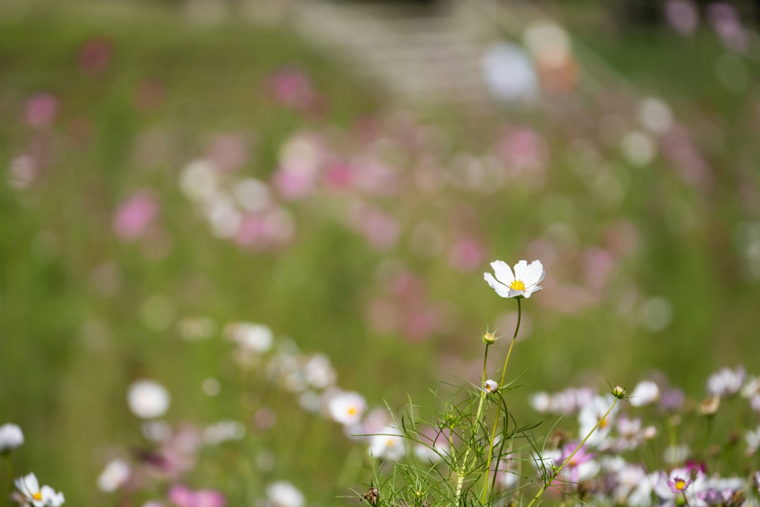 Eine weiße Blume zwischen bunten Kosmeen in einem Feld