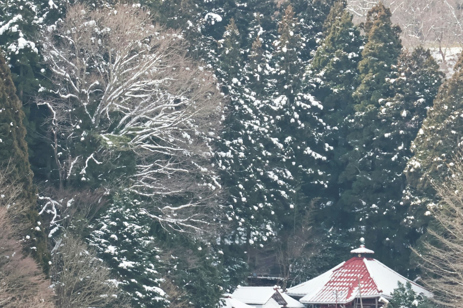 Winterlandschaft mit schneebedeckten Bäumen und einem Gebäude mit rotem Dach