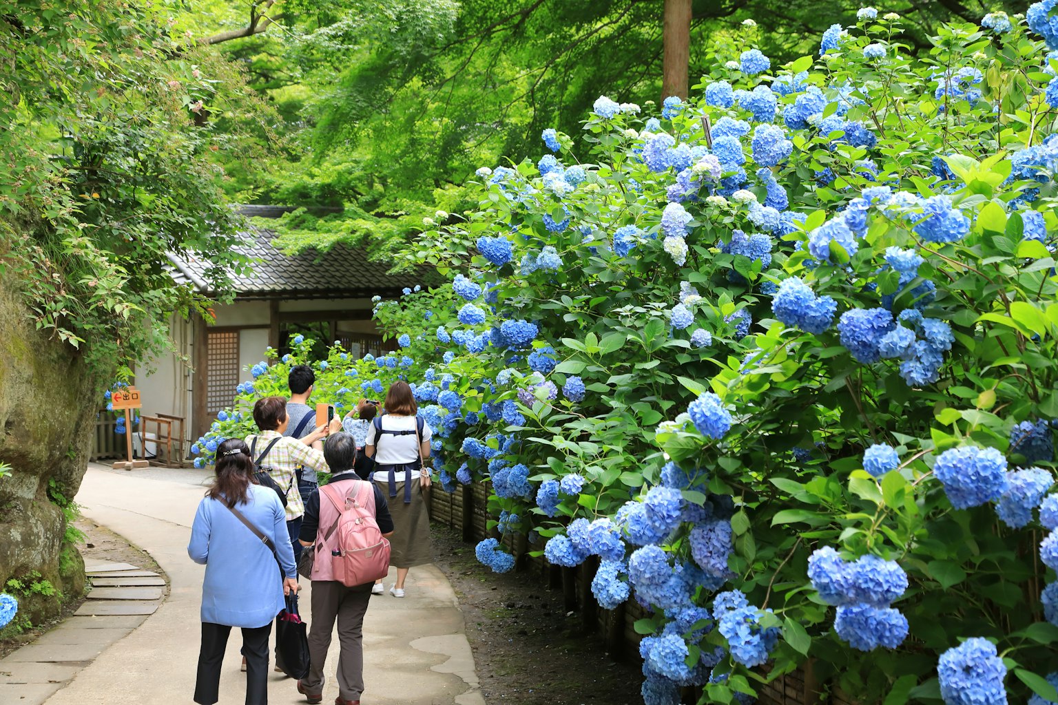 Orang-orang berjalan di sepanjang jalan yang dikelilingi oleh bunga hydrangea biru