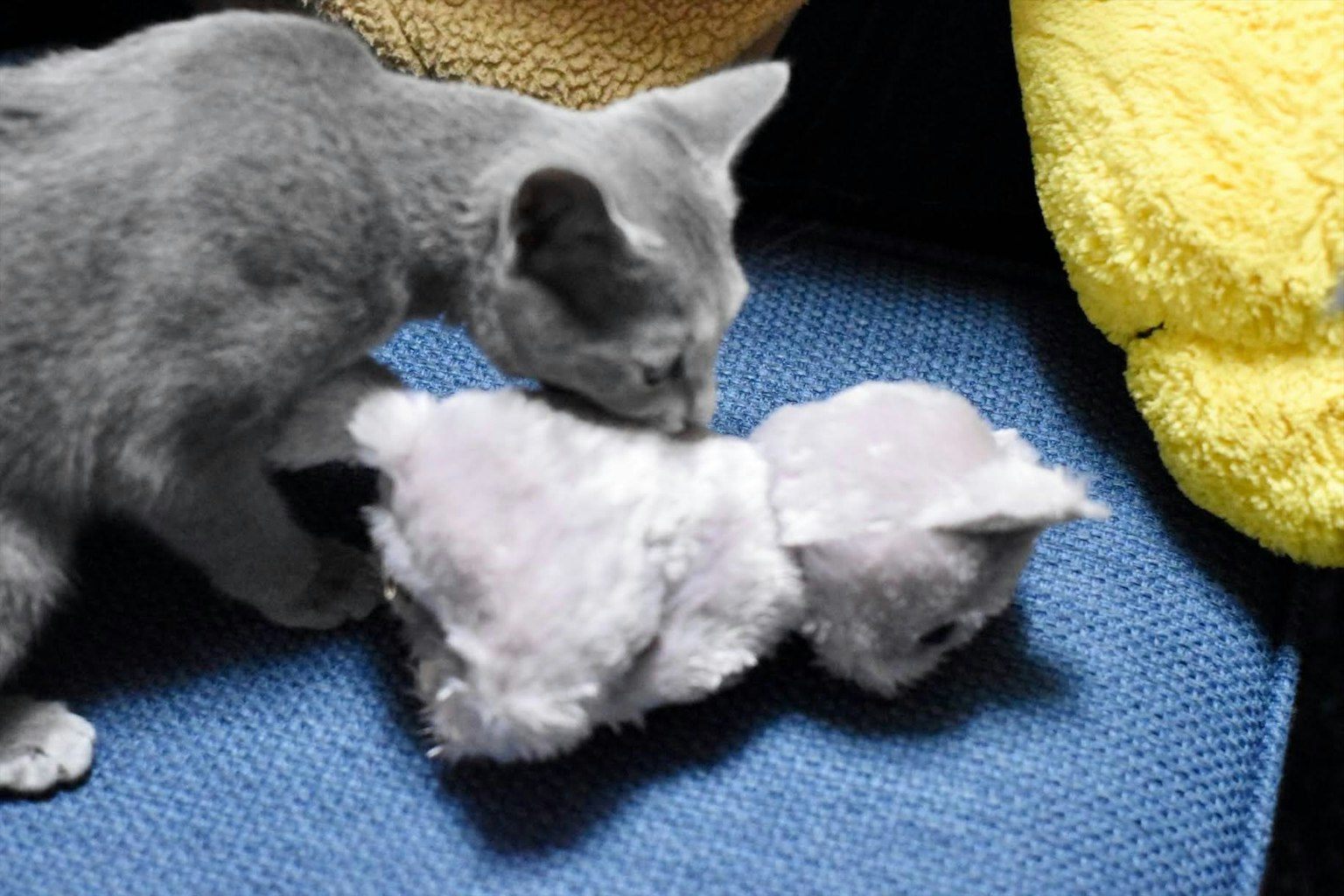 Gatito gris oliendo un juguete de peluche en un sofá azul