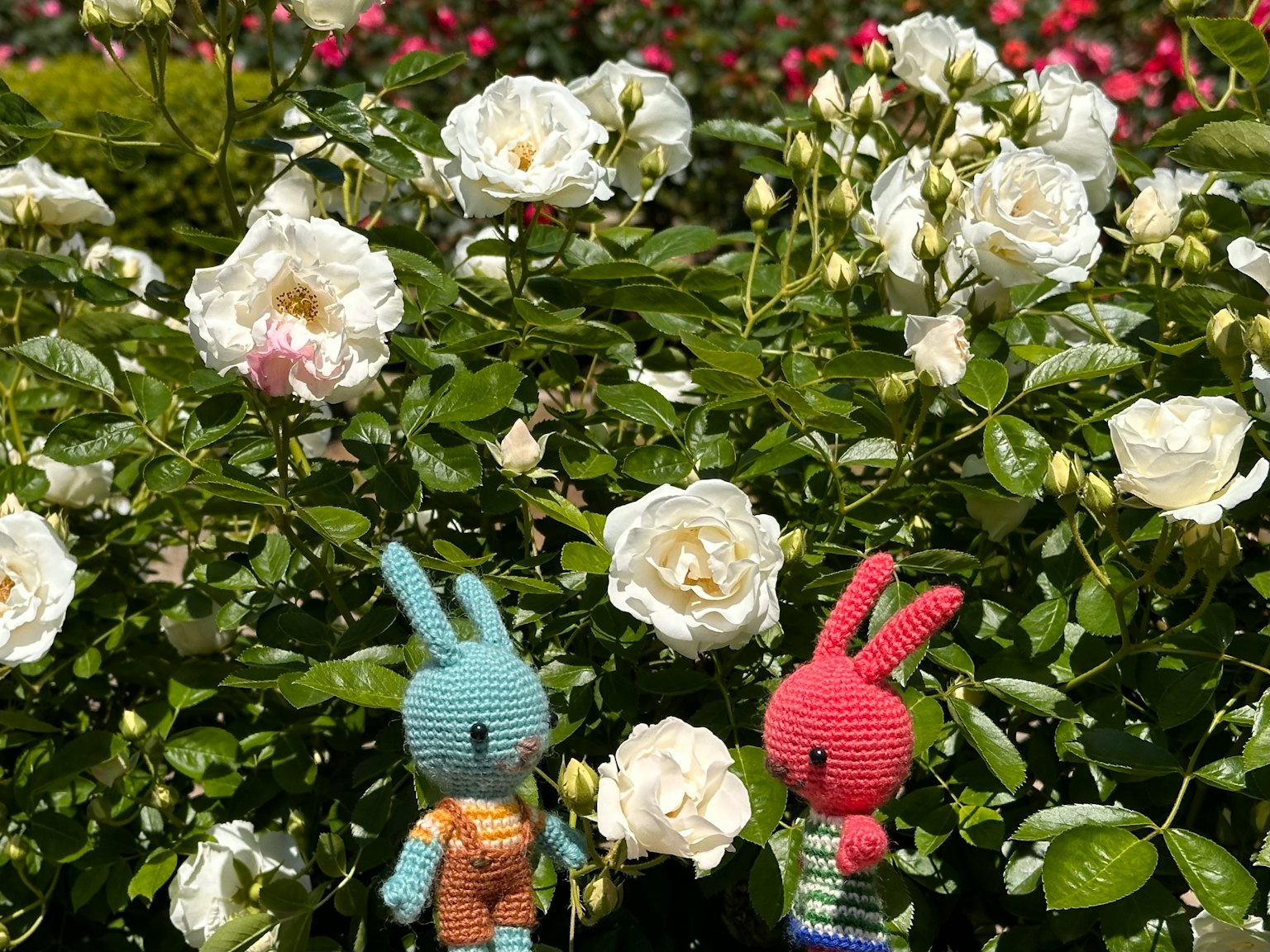 Giocattoli di peluche coniglio blu e coniglio rosso circondati da rose bianche